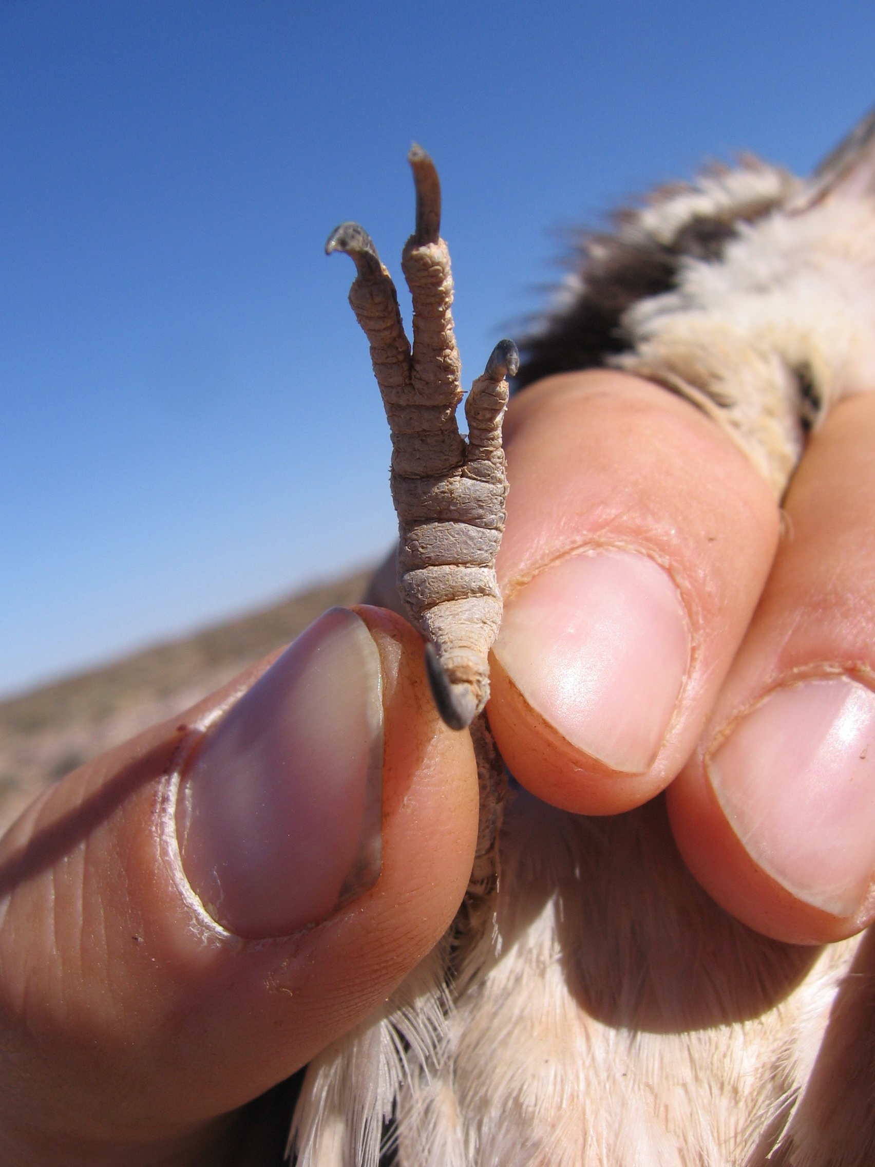 Kingfisher foot