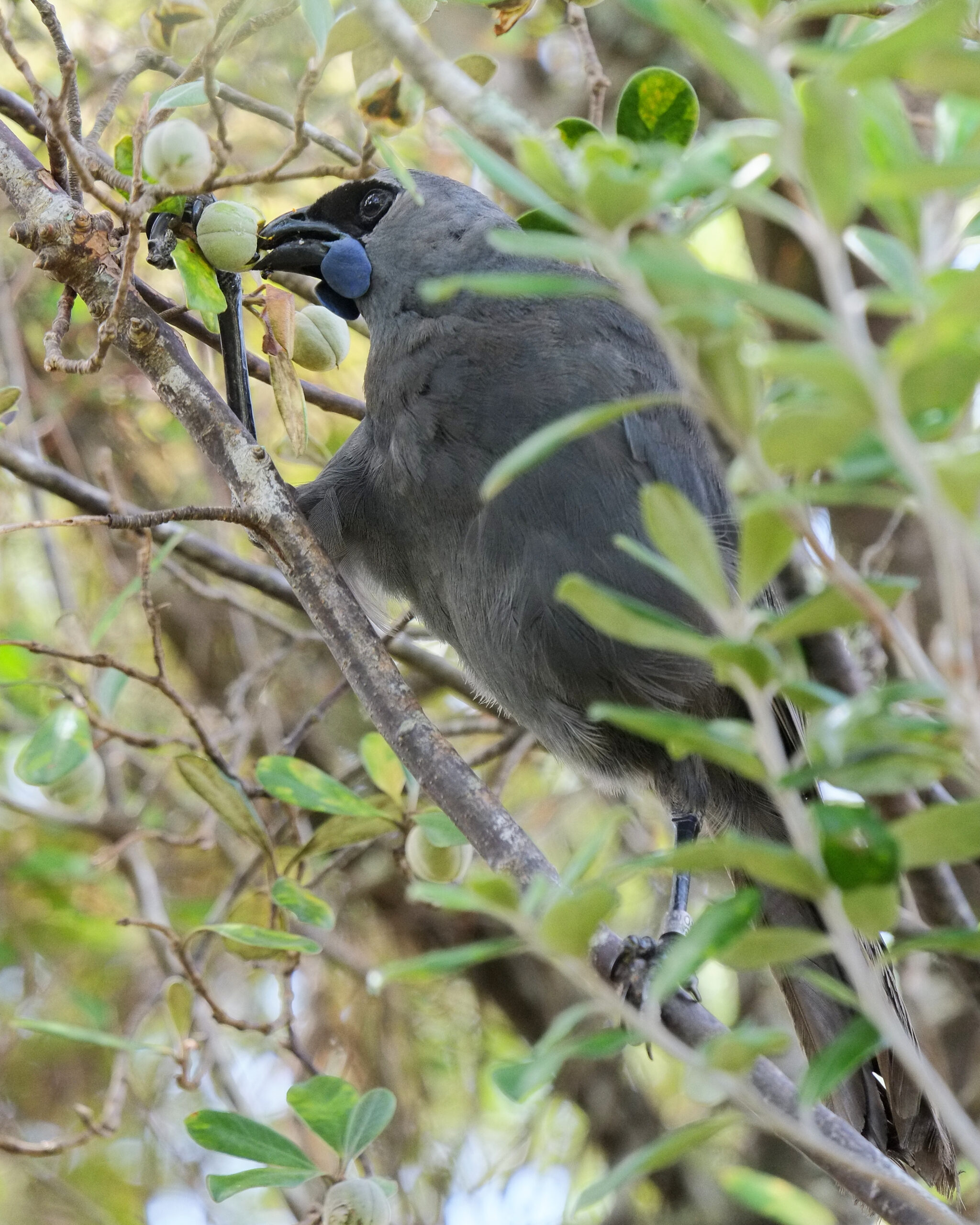 Kokako opening karo fruit (Tiritiri Matangi)