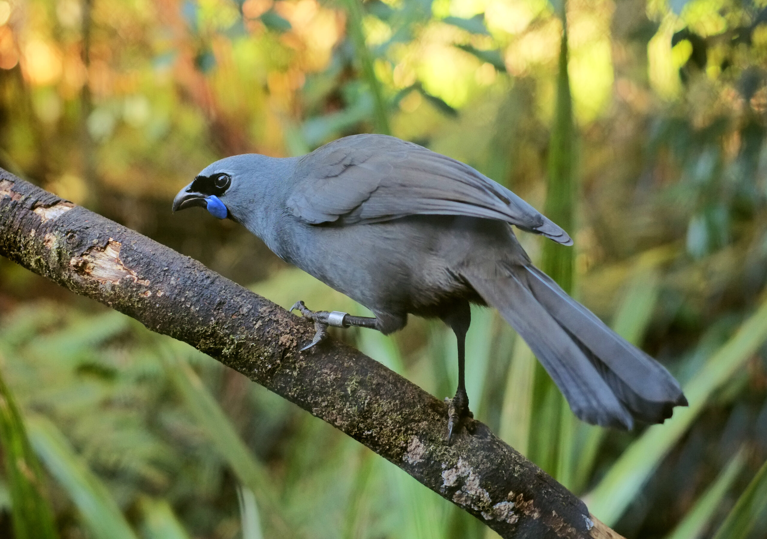 Kokako perched on a branch 2