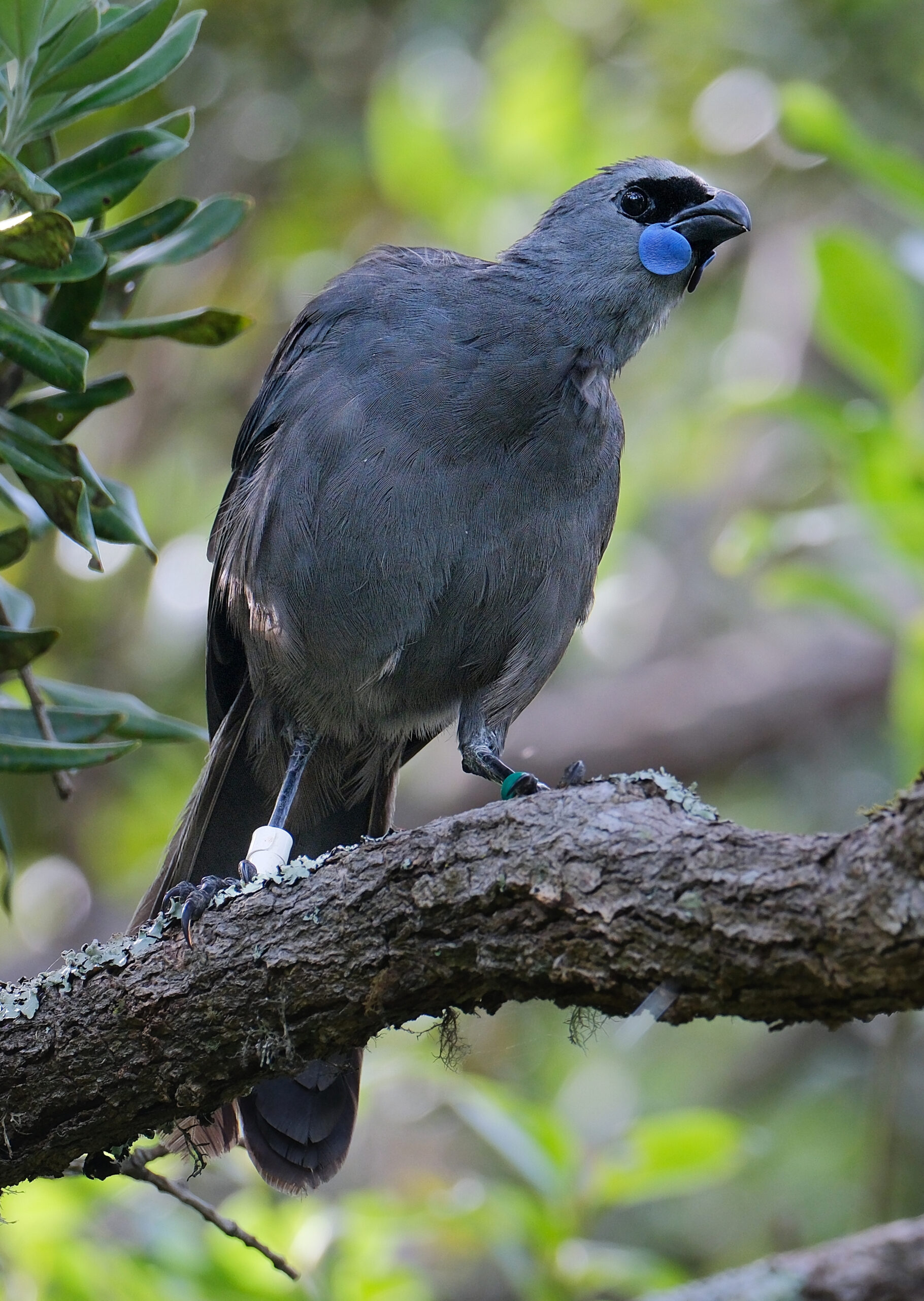 Kokako standing on a branch, looking (Tiritiri Matangi)
