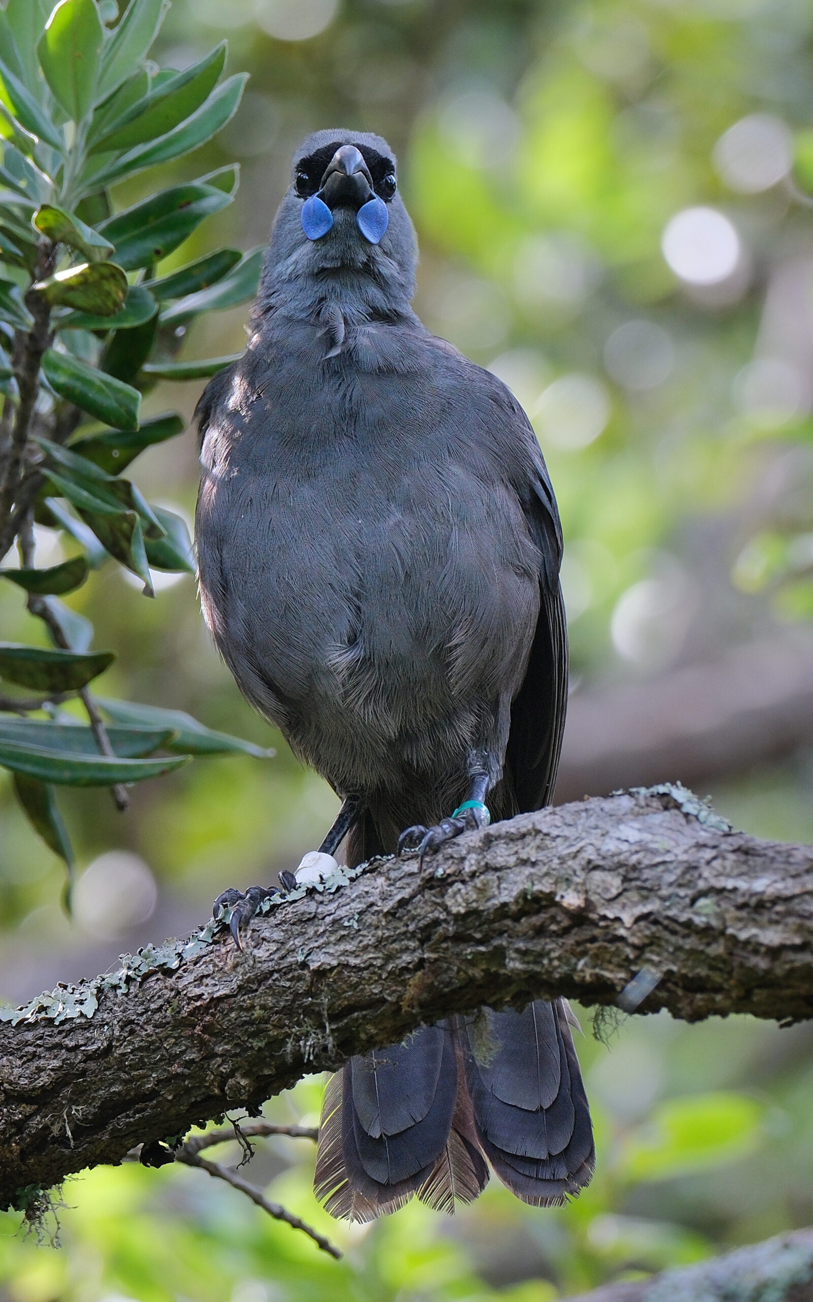 Kokako standing on a branch (Tiritiri Matangi)