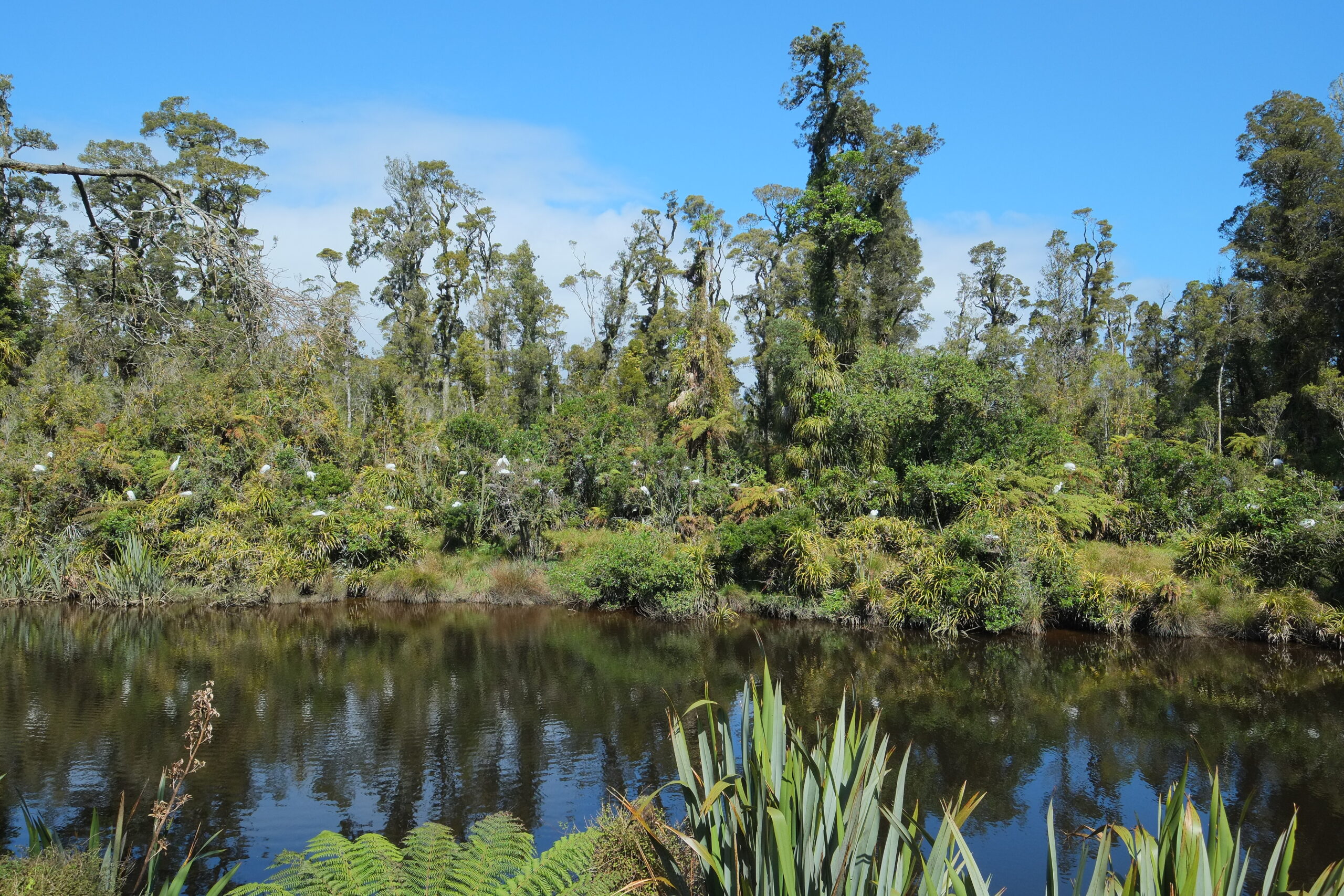 Kotuku breeding colony at Waitangiroto River