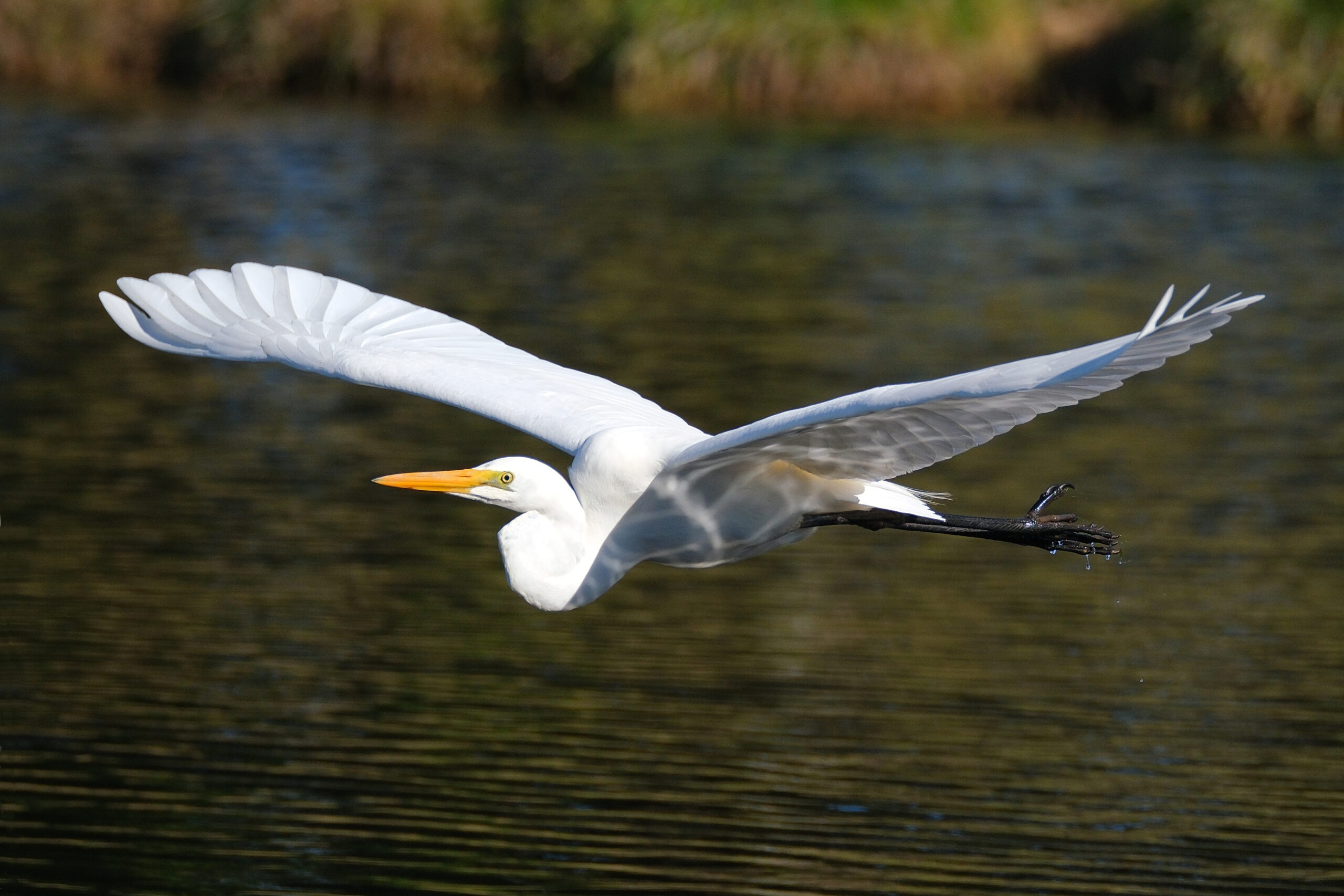 Kotuku flying across water at Waimanu Lagoon
