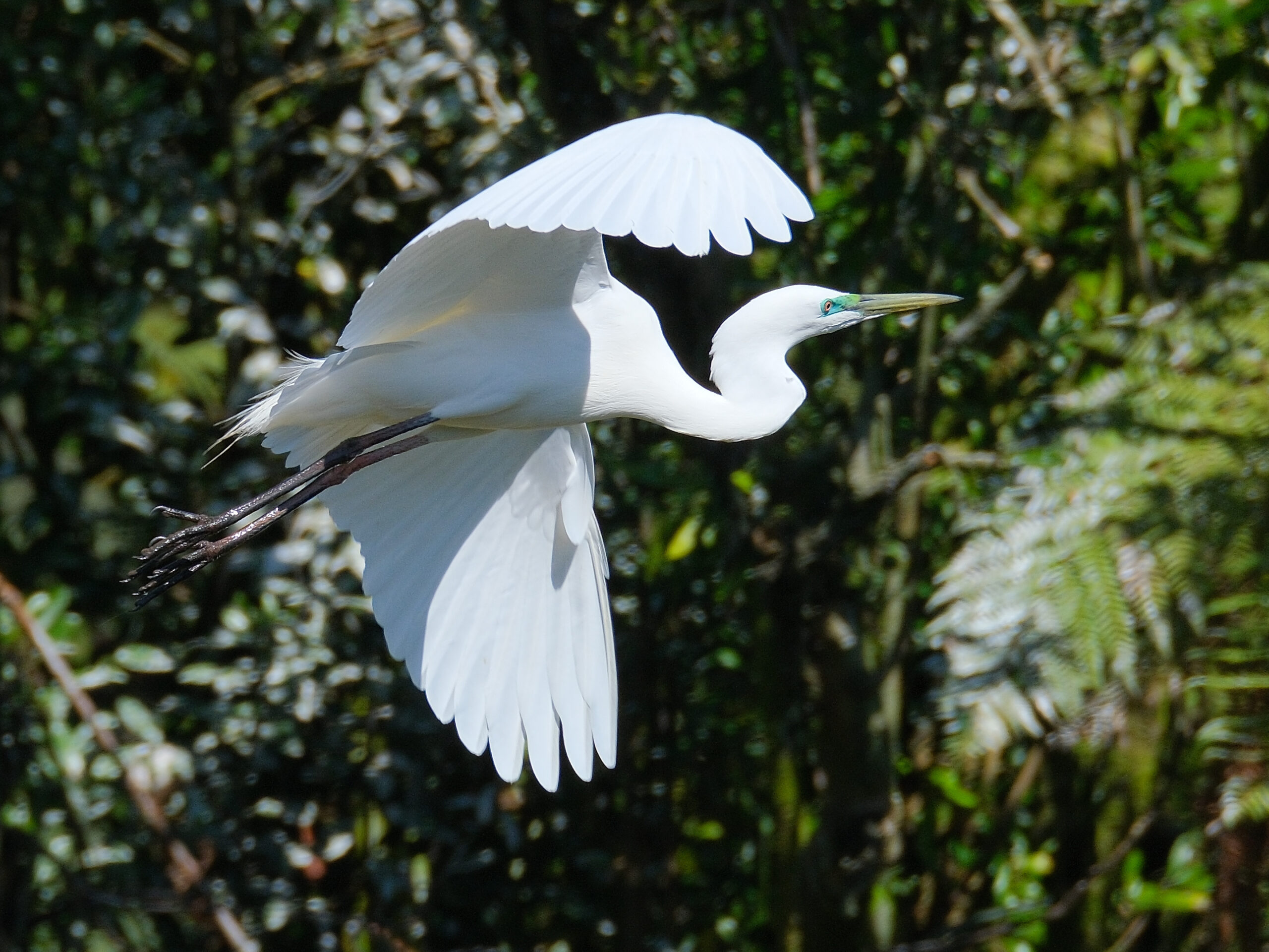Kotuku flying away in front of native bush