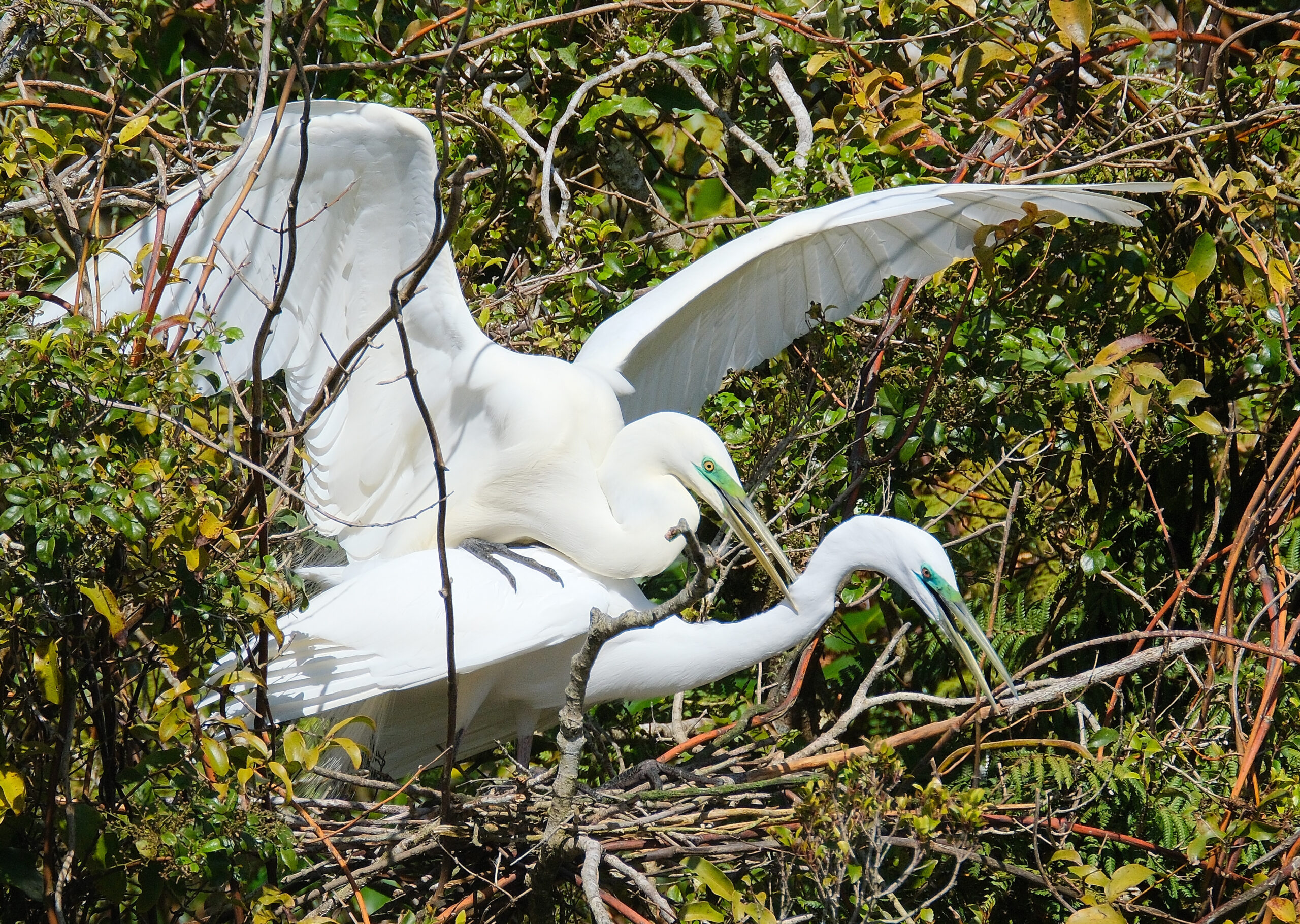 Kotuku pair mating at breeding colony near Okarito