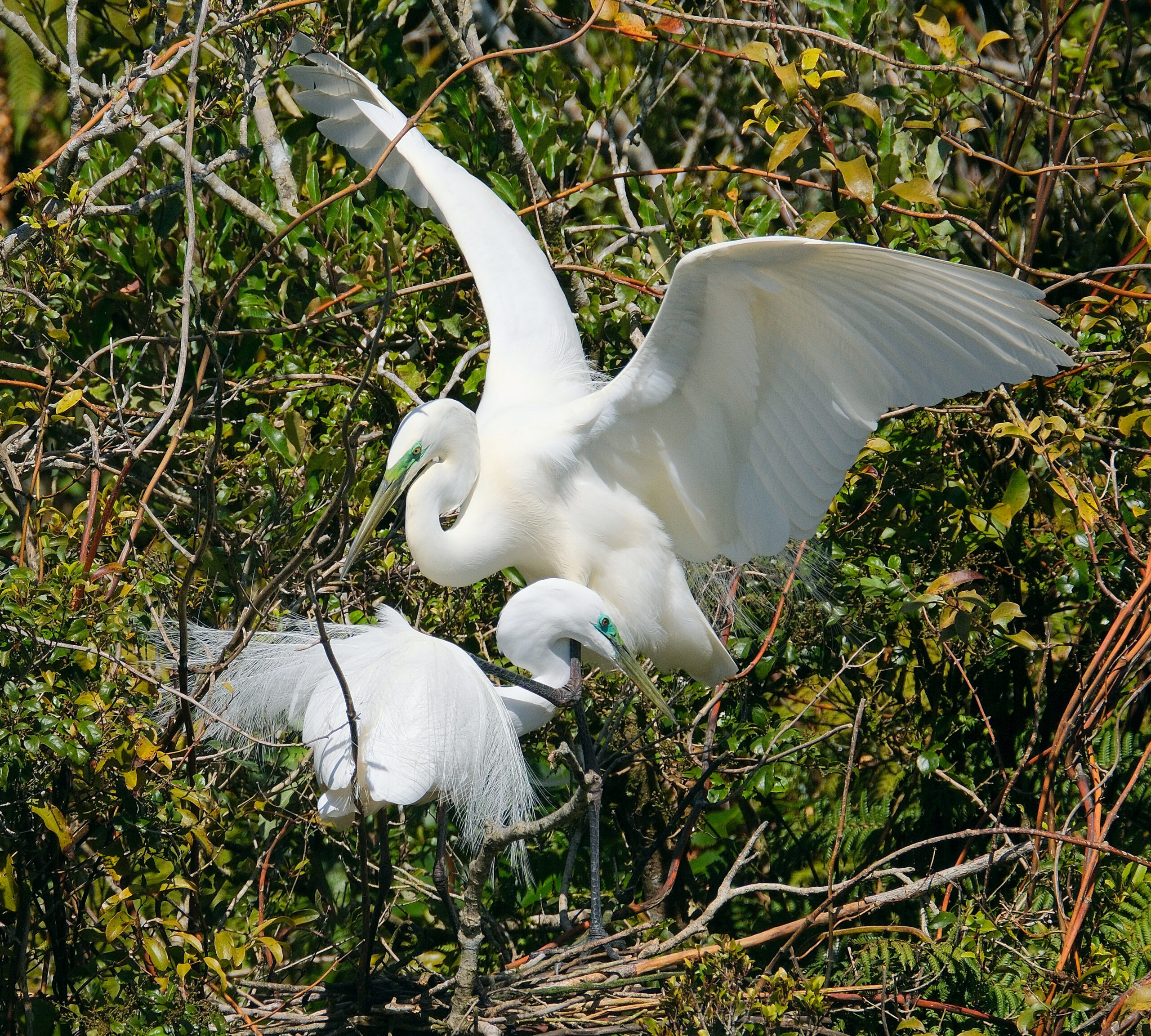 Kotuku pair on nest at breeding colony near Okarito