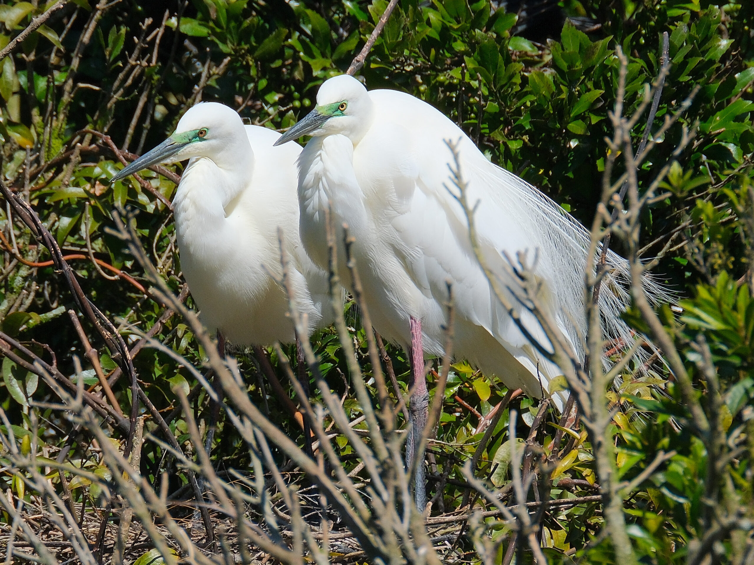 Kotuku pair standing side-by-side at nest