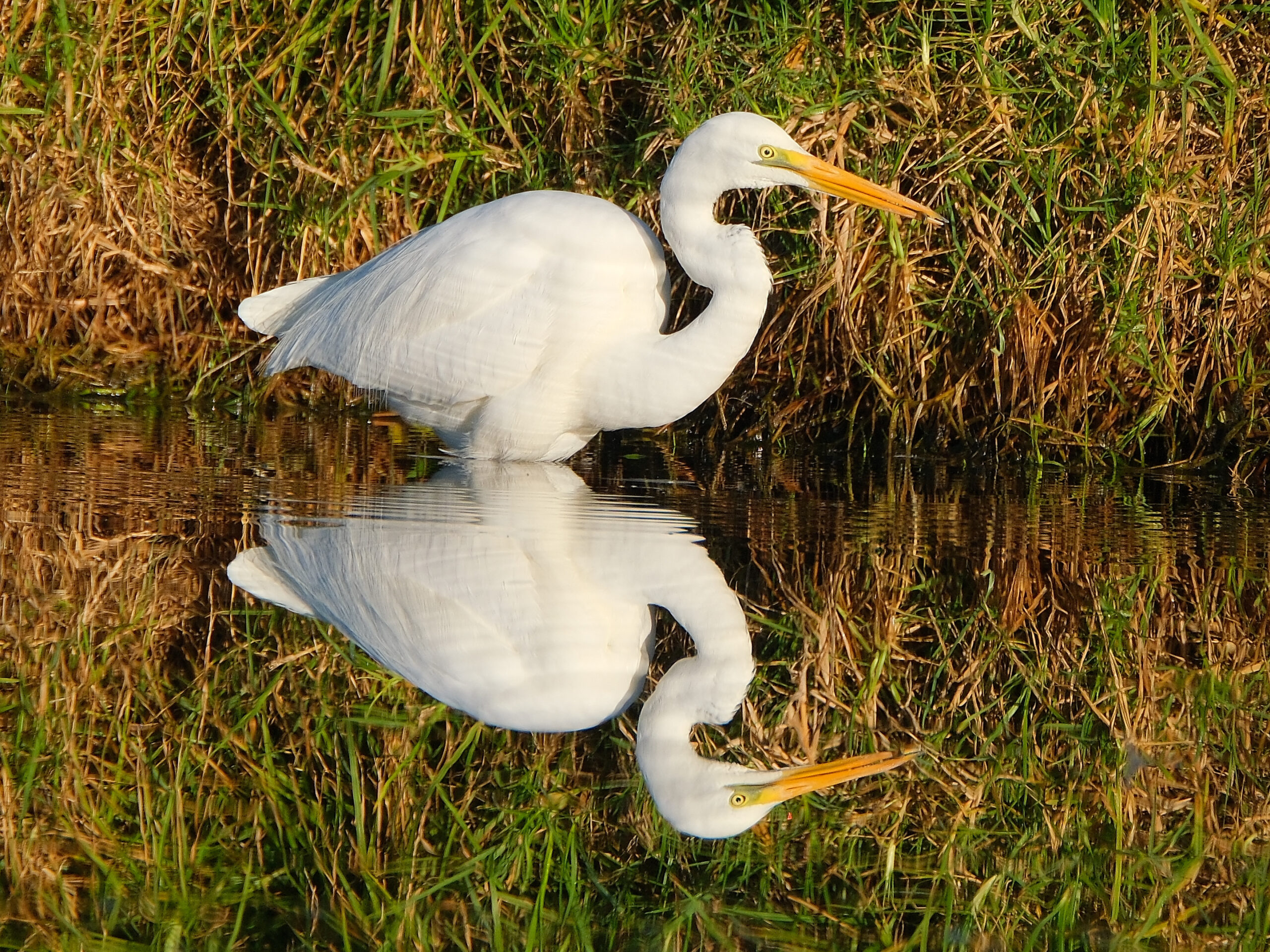 Kotuku reflecting in the water with fish in its beak