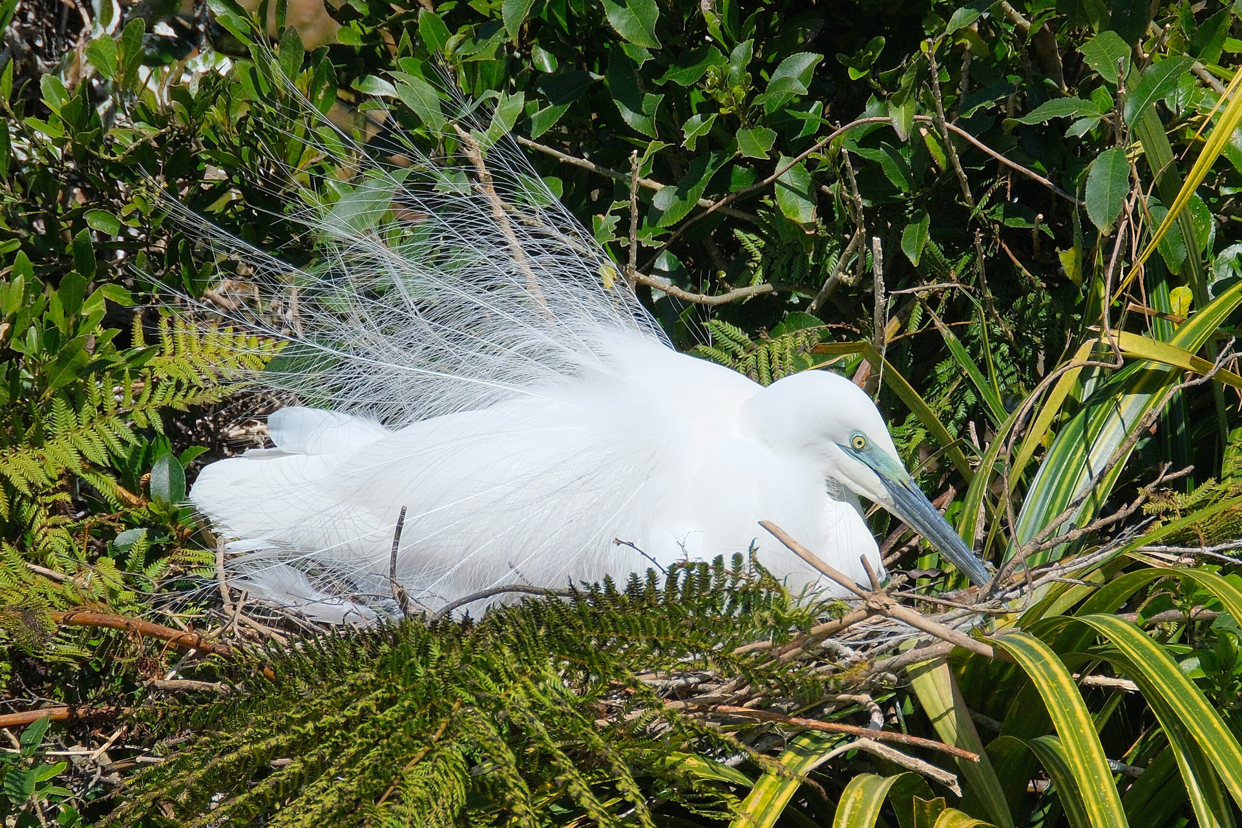 Kotuku sitting on nest at breeding colony near Okarito