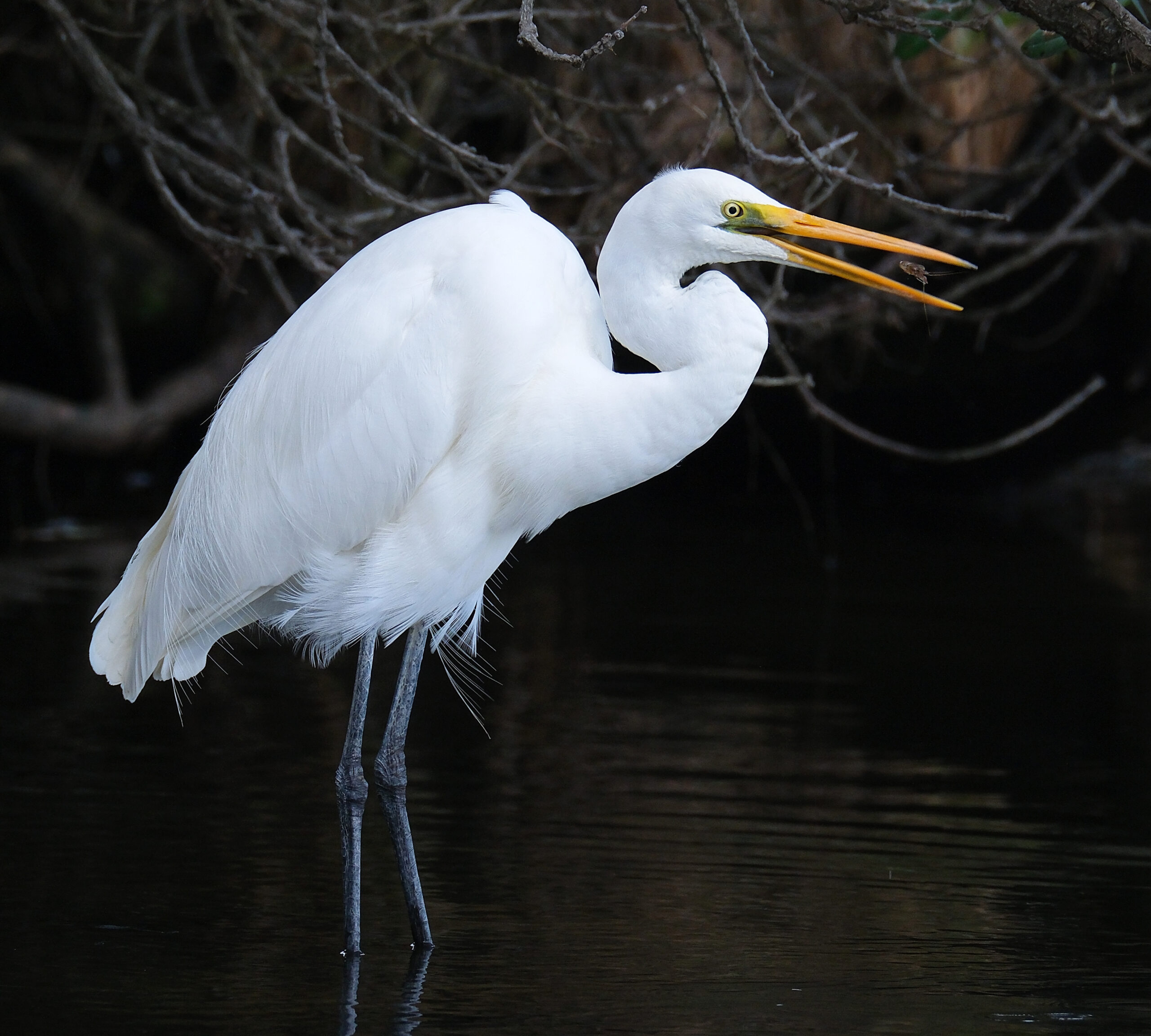 Kotuku standing in shallow water, tossing shrimp back in its beak
