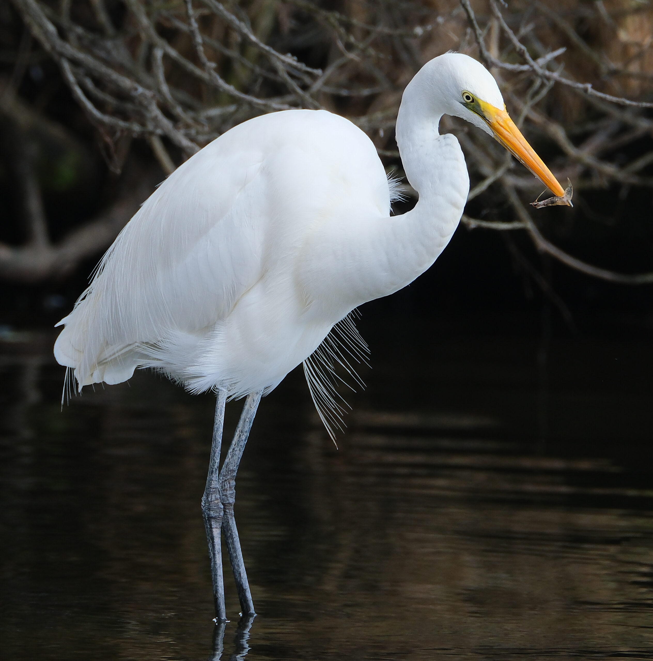 Kotuku standing in shallow water with shrimp in its beak