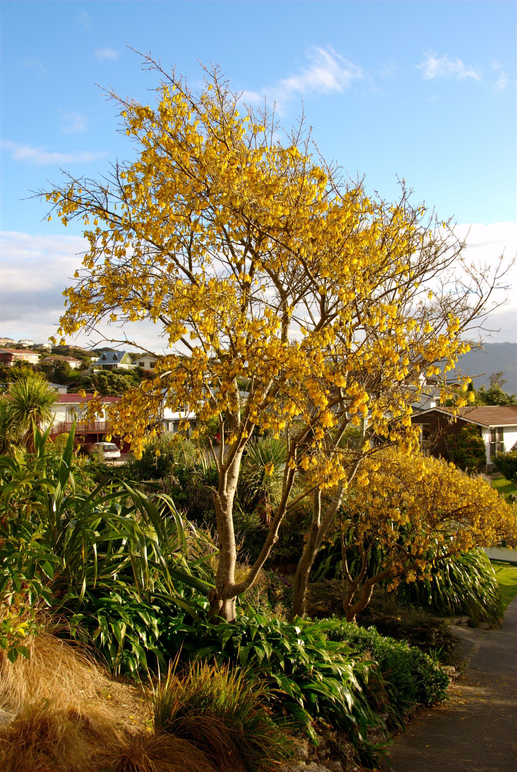 Kowhai in full bloom at Papakowhai School