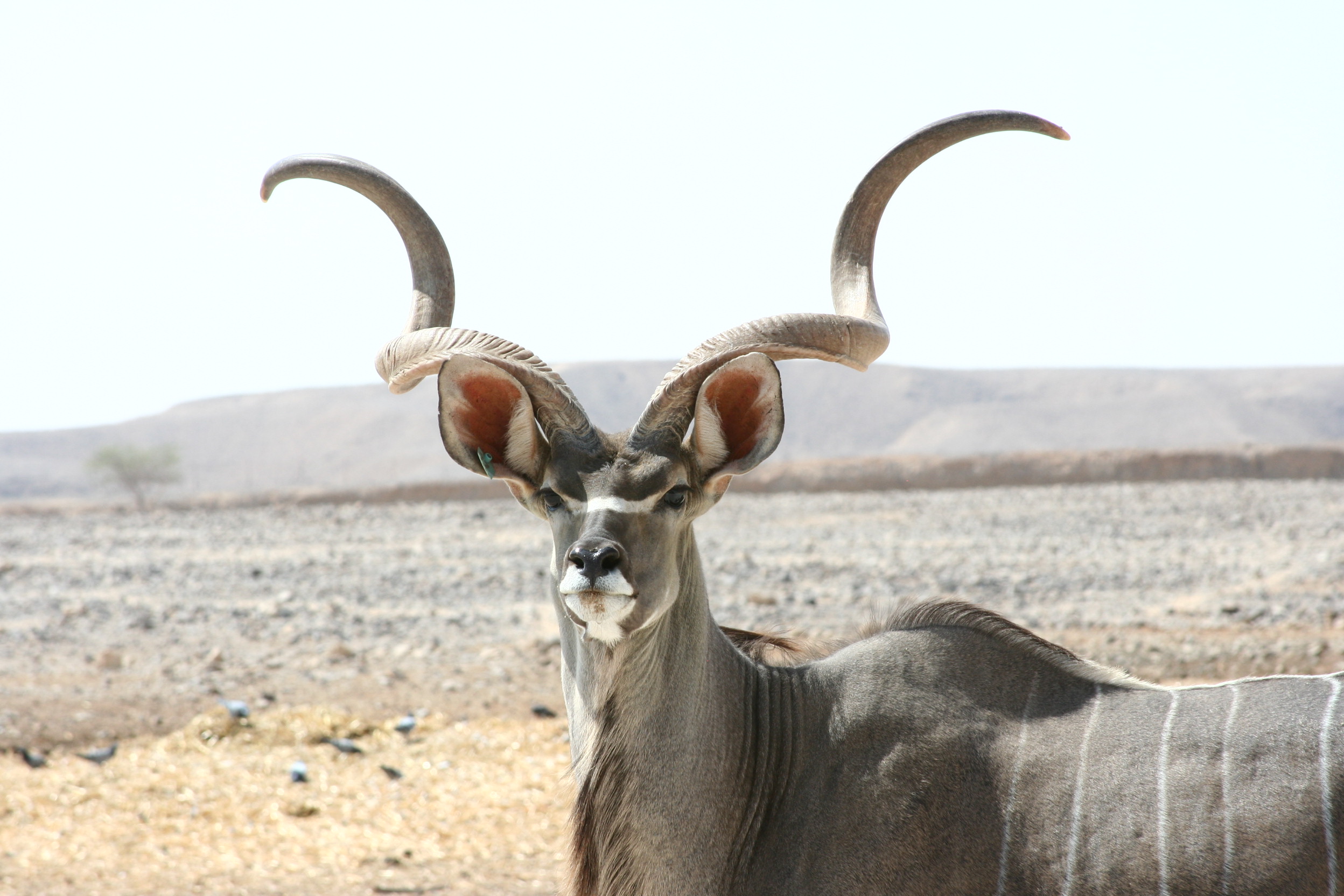 Kudu antelope