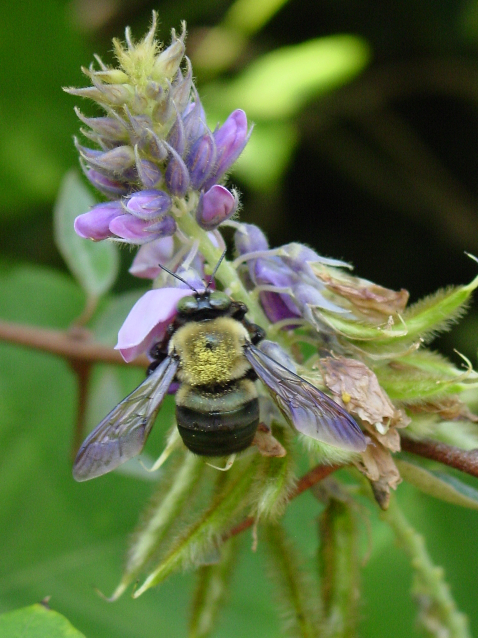 Kudzu bloom pollen