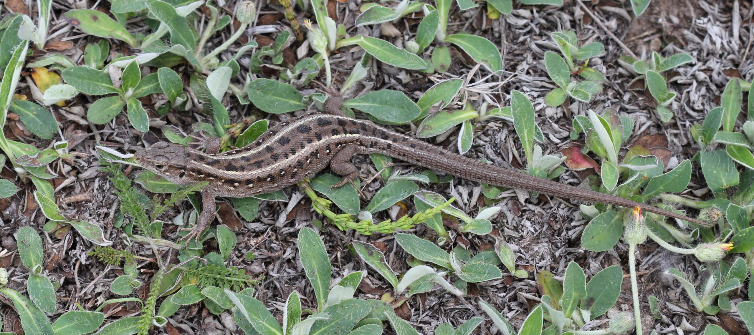 Lacerta agilis female 2013 G3