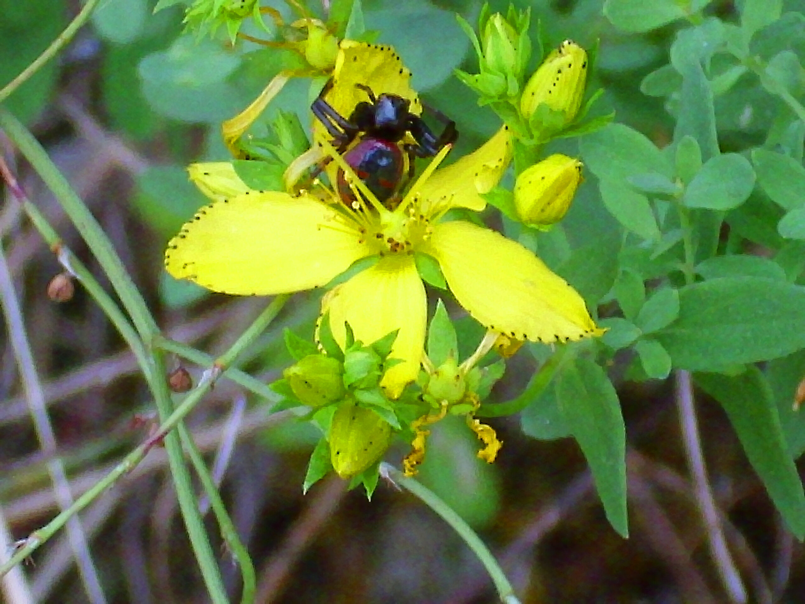 Lactrodectus mactaus en Hypericum perforatum Enfoque 2011-6-25 SierraMadrona