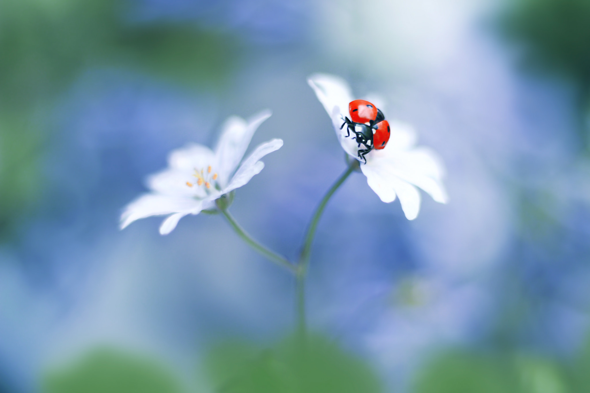 Ladybug ️ (222509489)