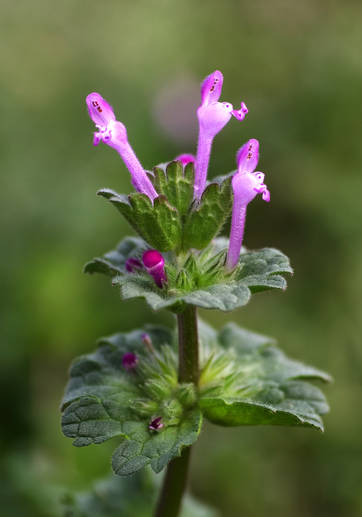 Lamium amplexicaule 0904