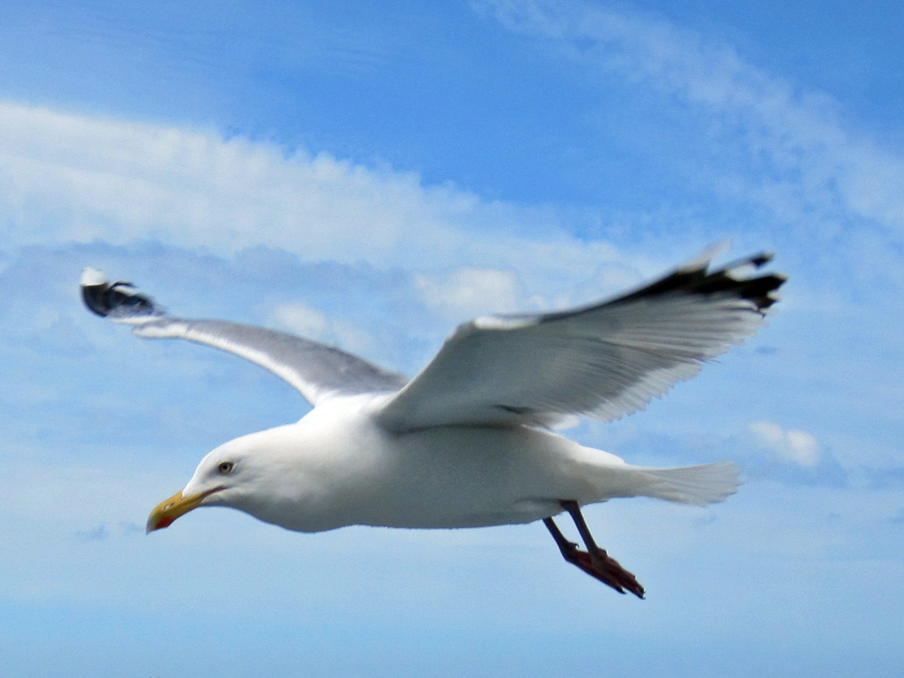 Larus argentatus (European Herring Gull), near Terschelling, the Netherlands