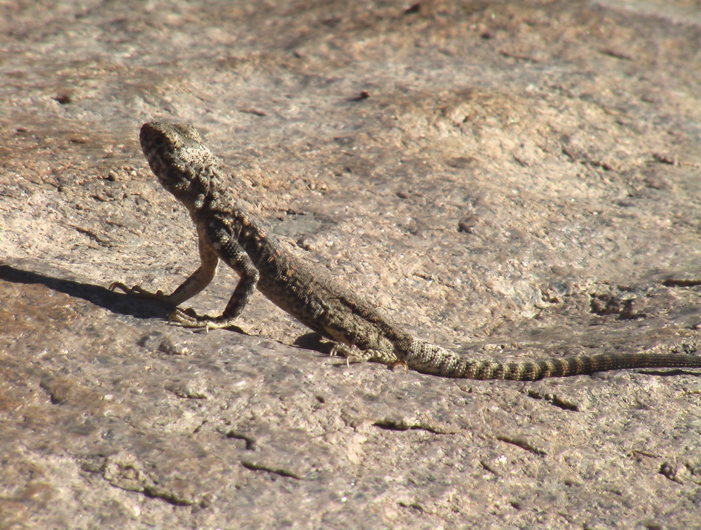 Laudakia stoliczkana, Eej Khairkhan Natural Monument, Tsogt sum, Govi-Altai province, North Gobi Desrt, Mongolia 1
