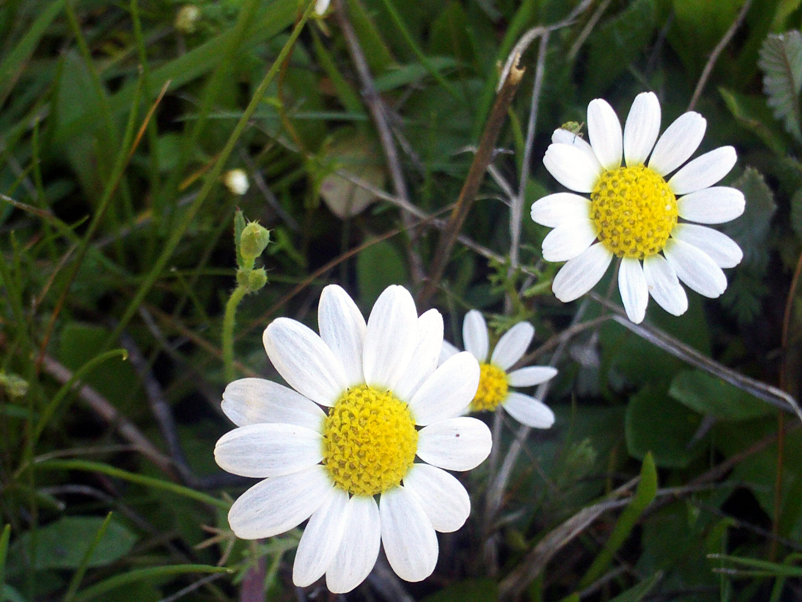 Leucanthemun vulgare Flower Closeup 7March2009 DehesaBoyalPuertollano