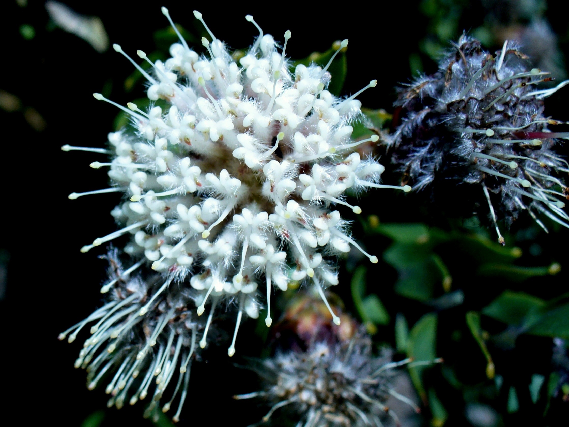Leucospermum bolusii flower