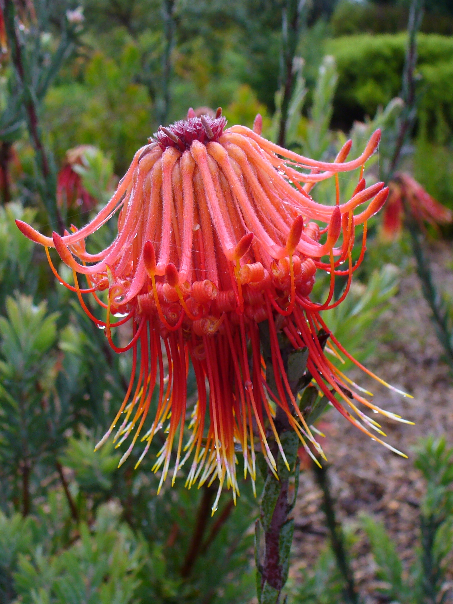 Leucospermum reflexum flower 2