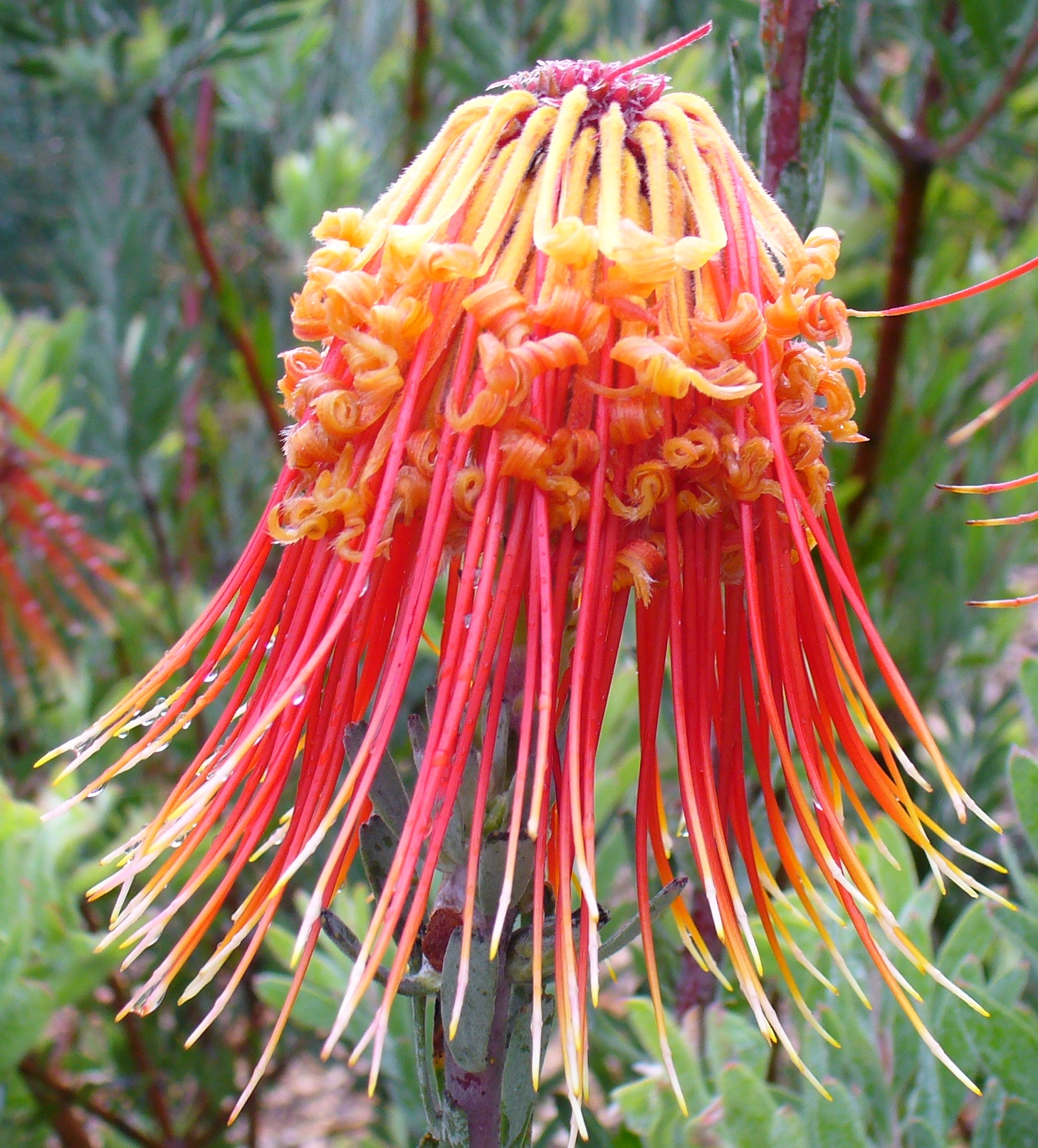 Leucospermum reflexum flower 3