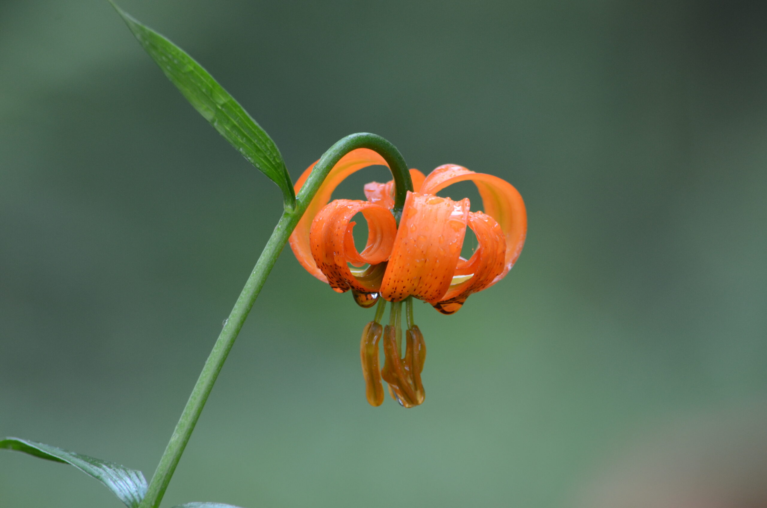 Lilium carniolicum (2)
