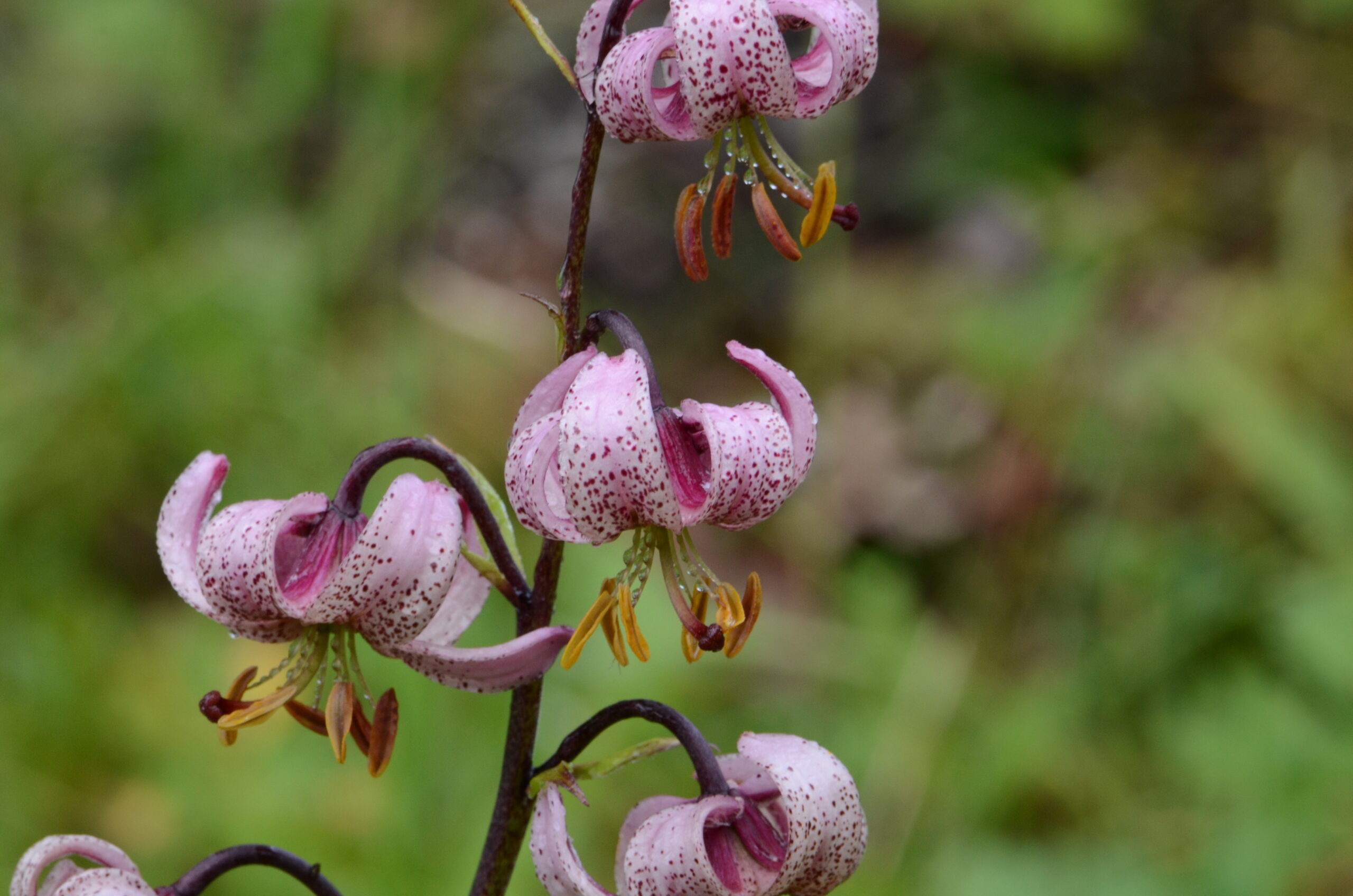 Lilium martagon (5)