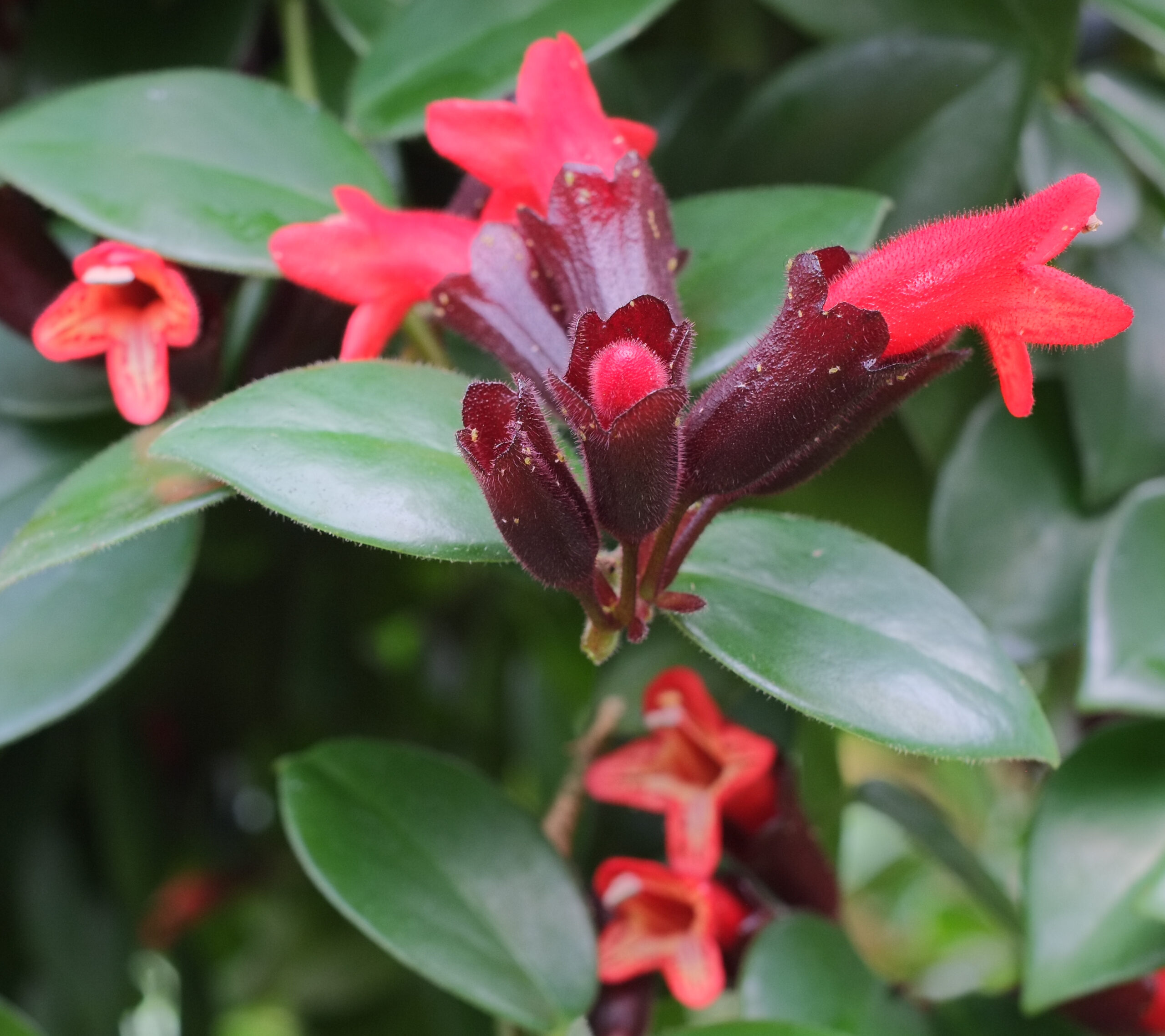 Lipstick plant (Aeschynanthus pulcher) flowers and leaves