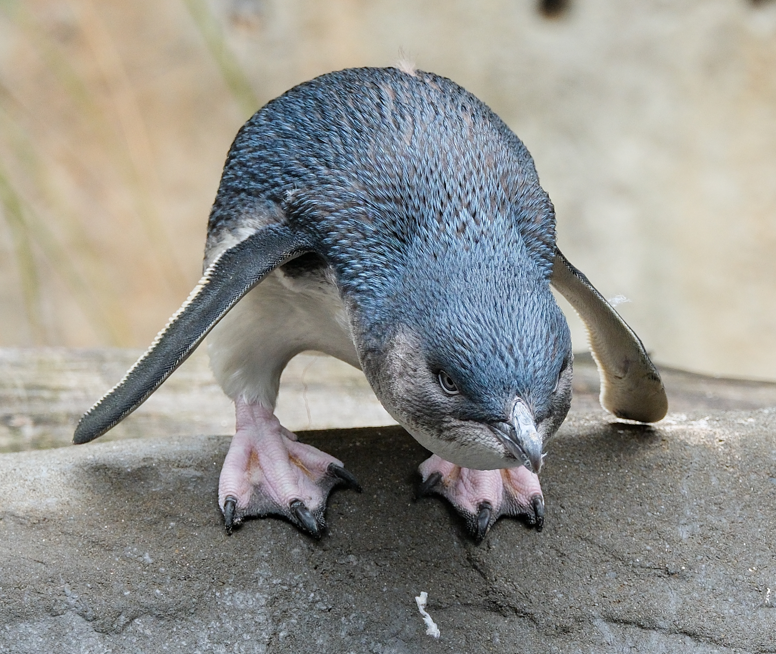 Little blue penguin standing on rock, looking down