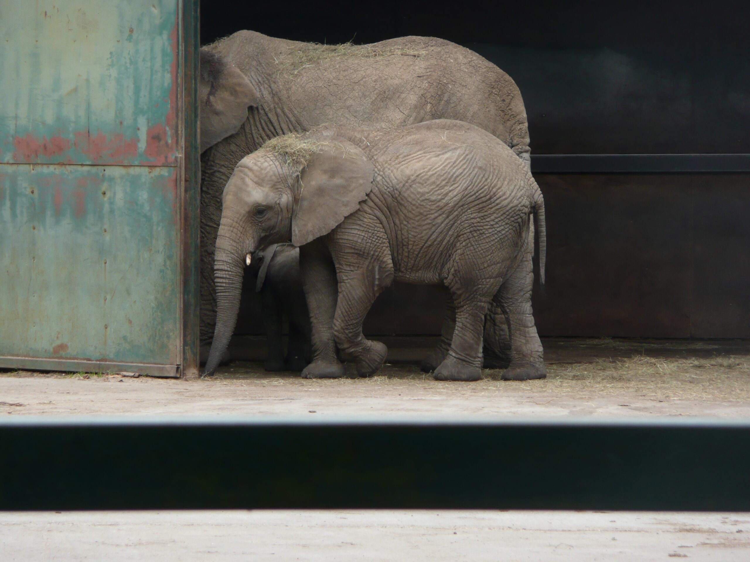 Loxodonta africana group in Howletts Wild Animal Park 5