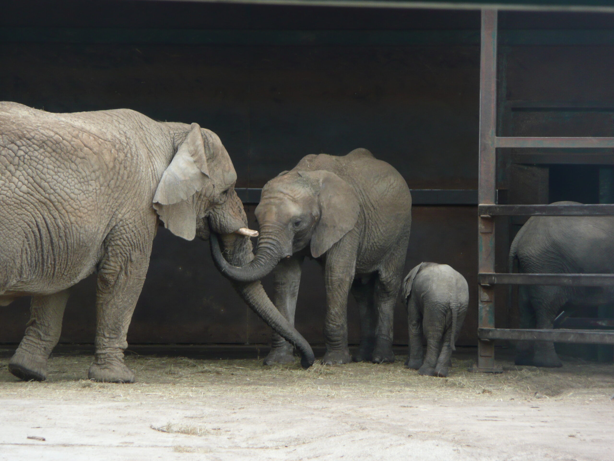 Loxodonta africana group in Howletts Wild Animal Park 7