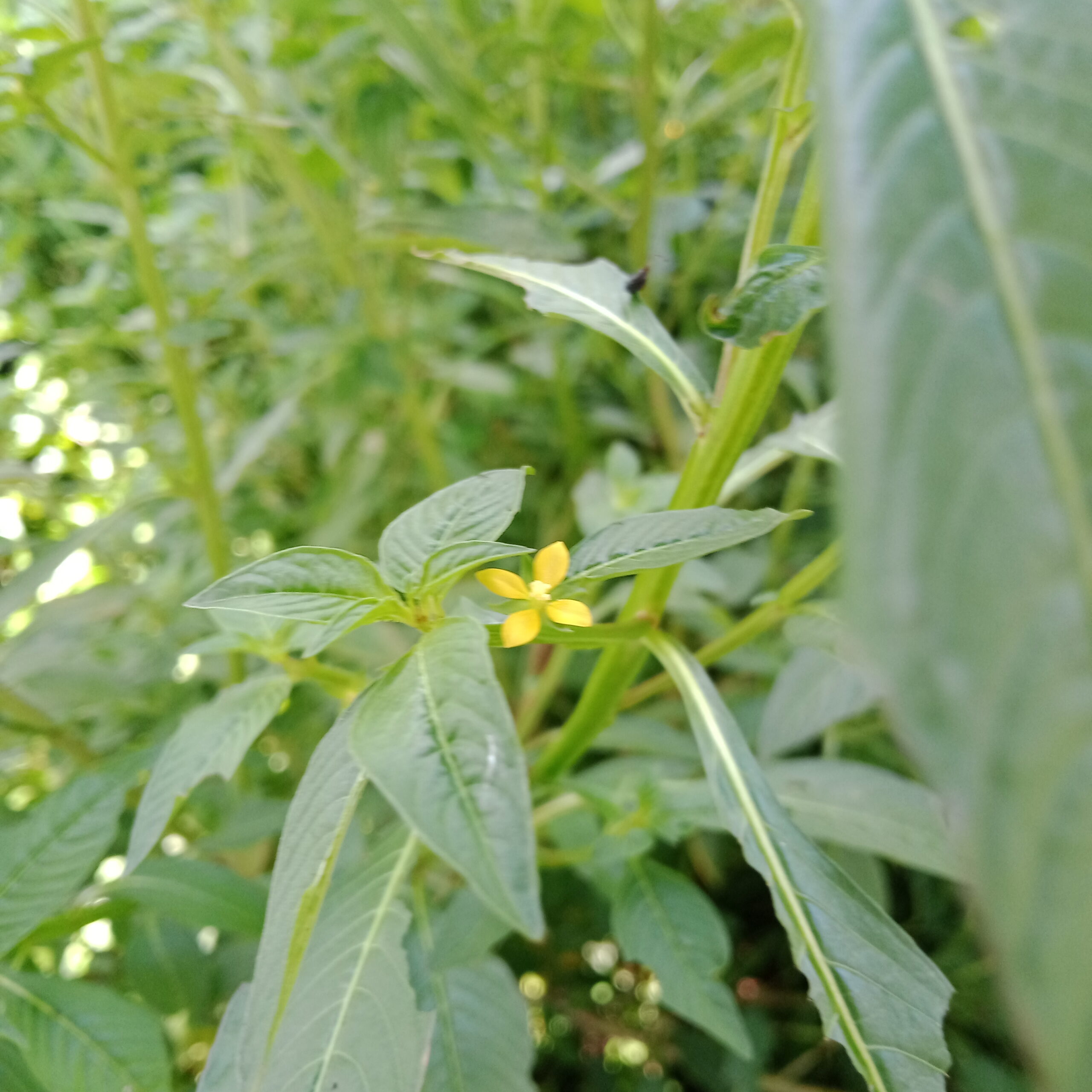 Ludwigia