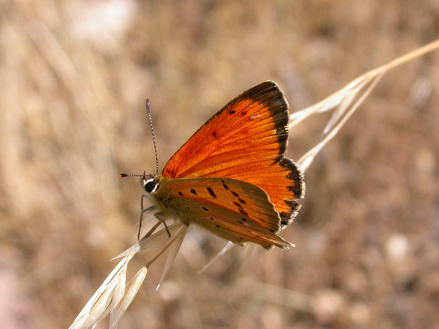 Lycaena virgaureae M 1
