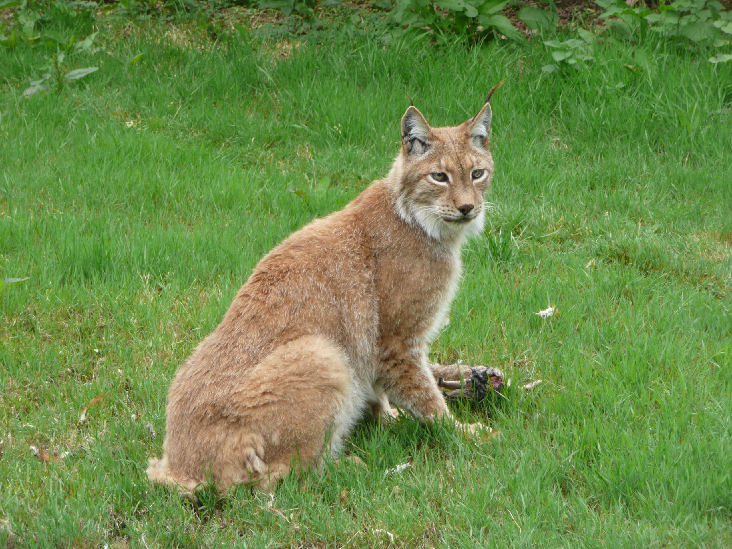 Lynx lynx with meat in Howletts Wild Animal Park