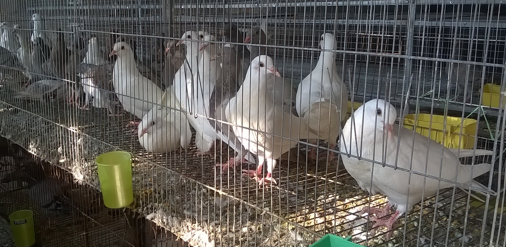 Một chuồng lông nuôi chim bồ câu