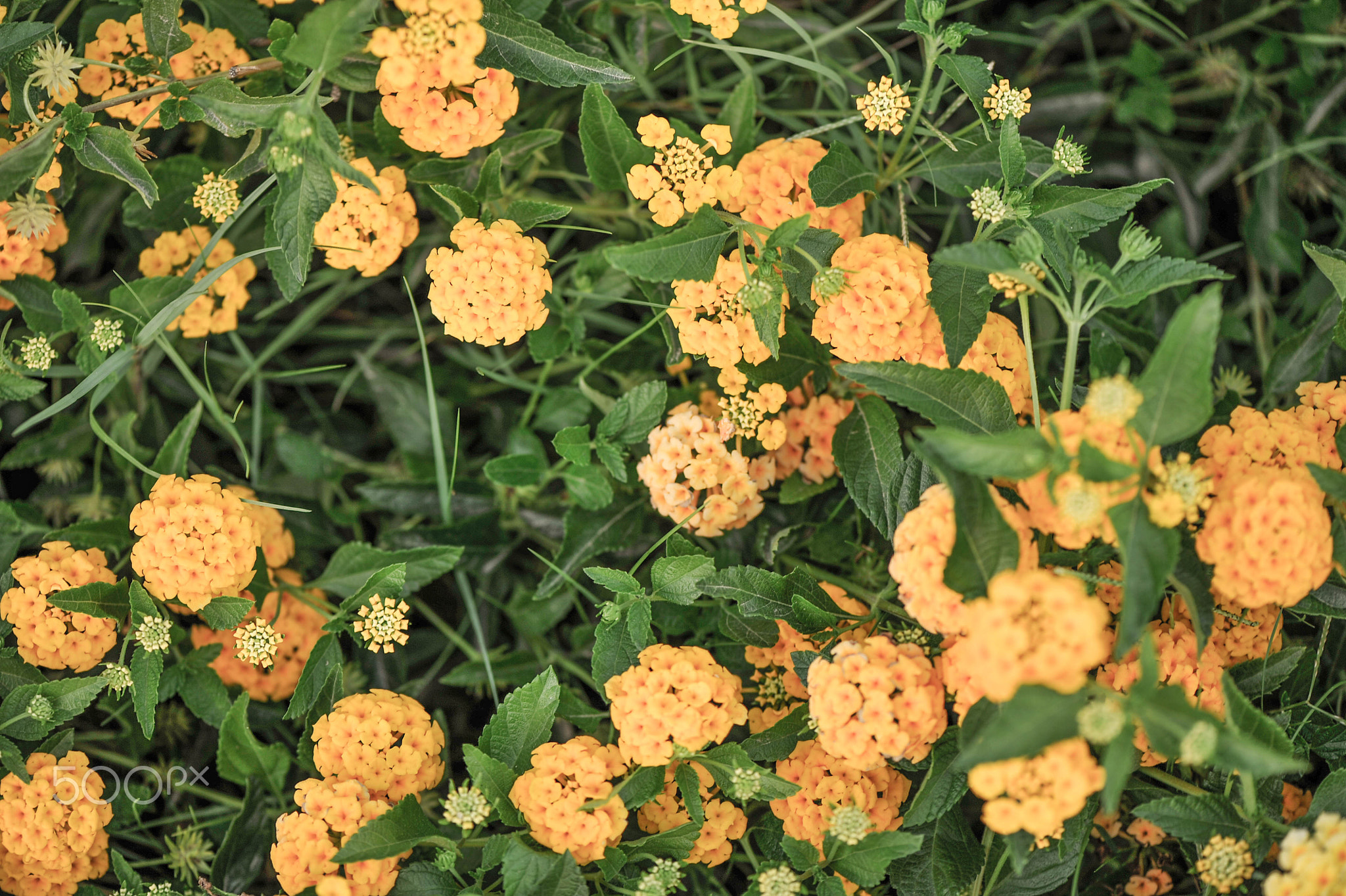 Macro Nature Flower Shots (211357713)