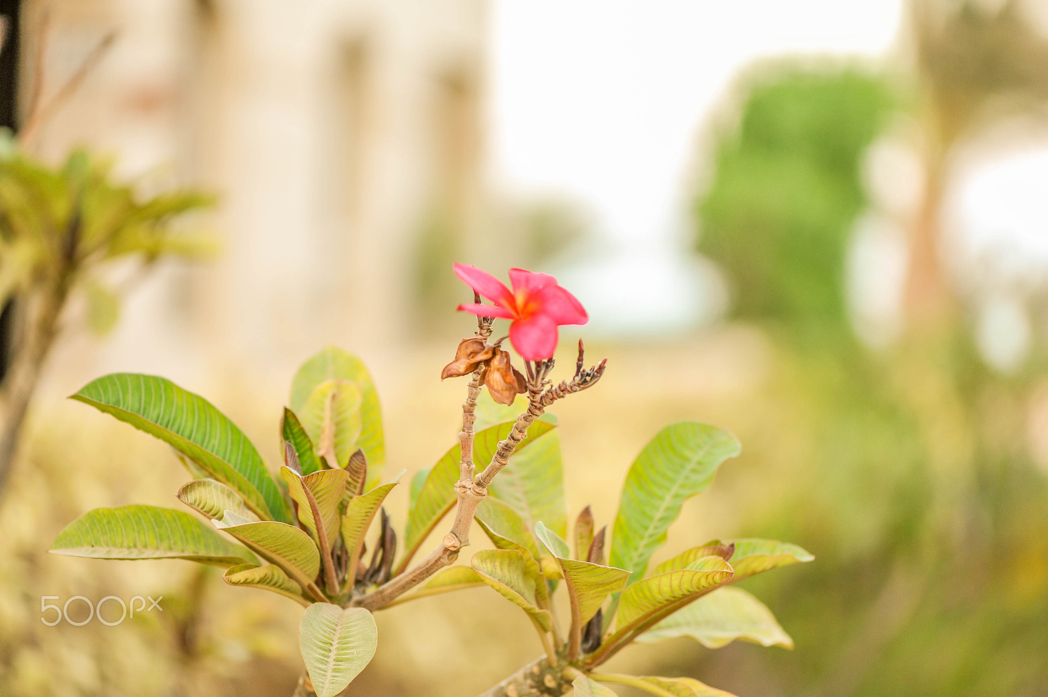 Macro Nature Flower Shots (211357719)