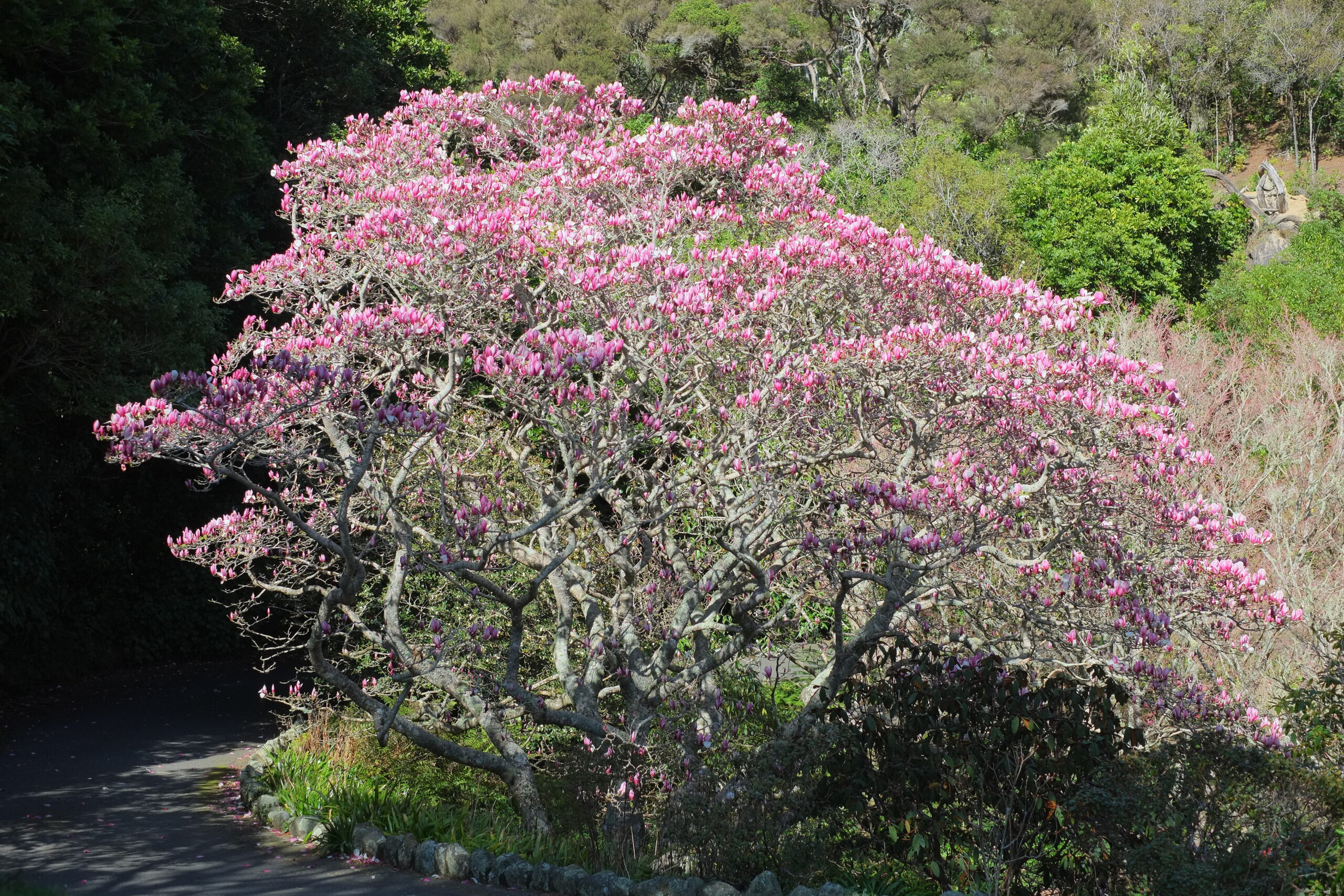 Magnolia tree in flower near horseshoe bend