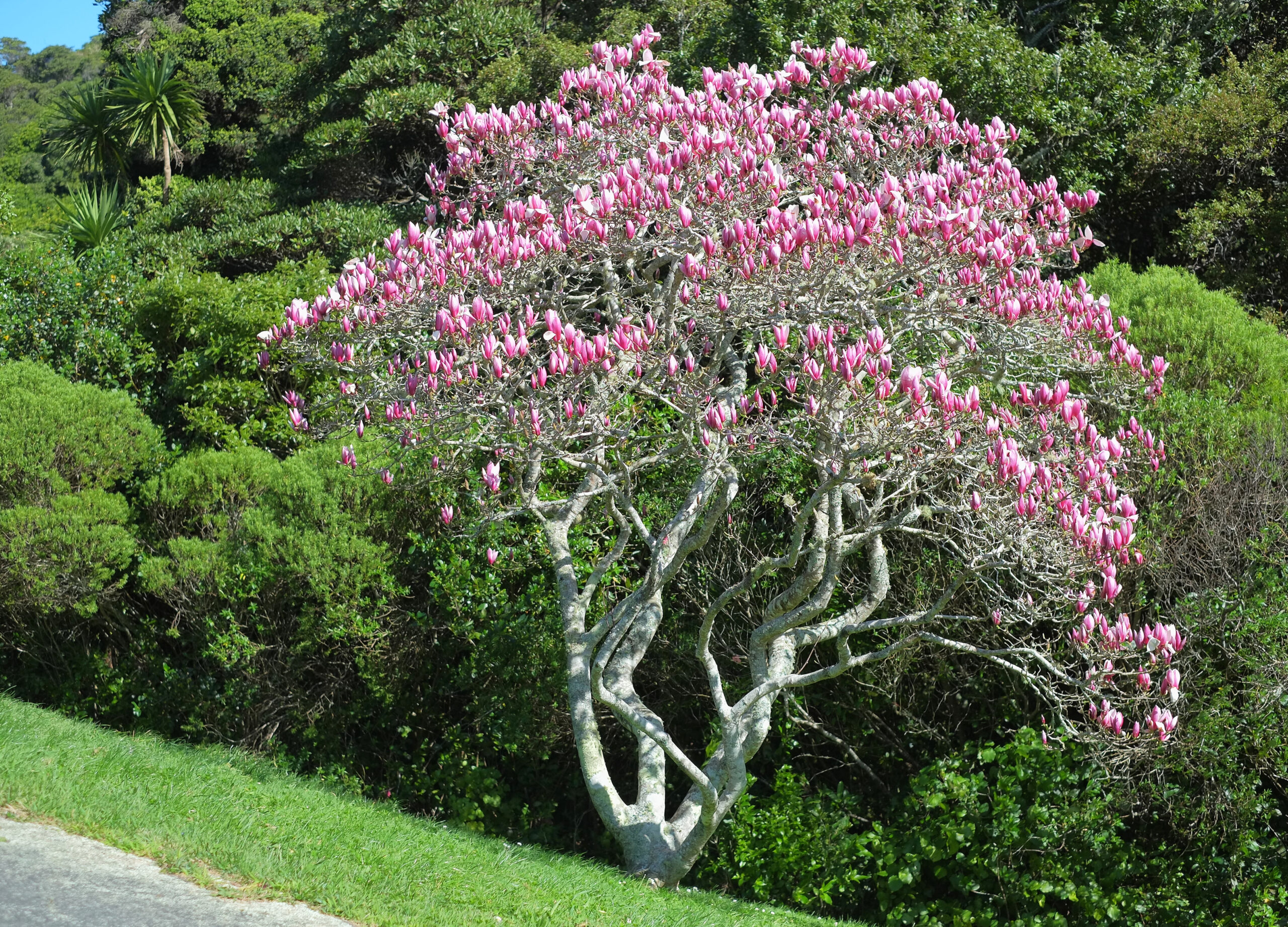 Magnolia tree in flower near main path