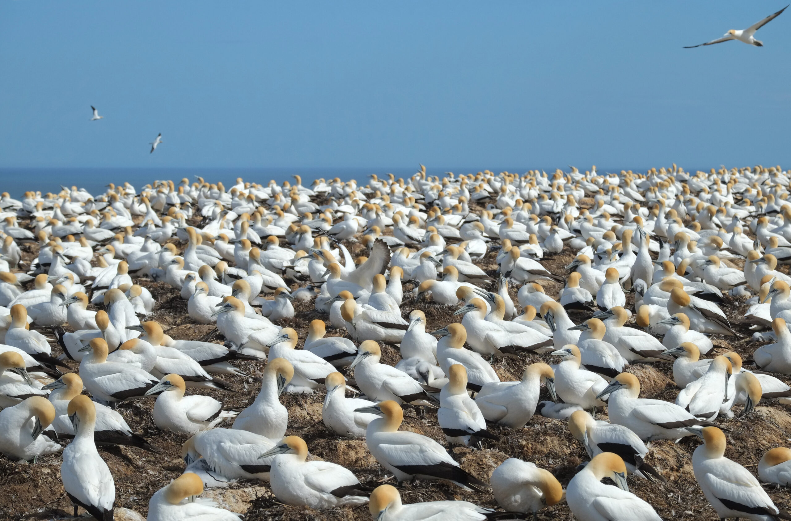 Main gannet colony on plateau