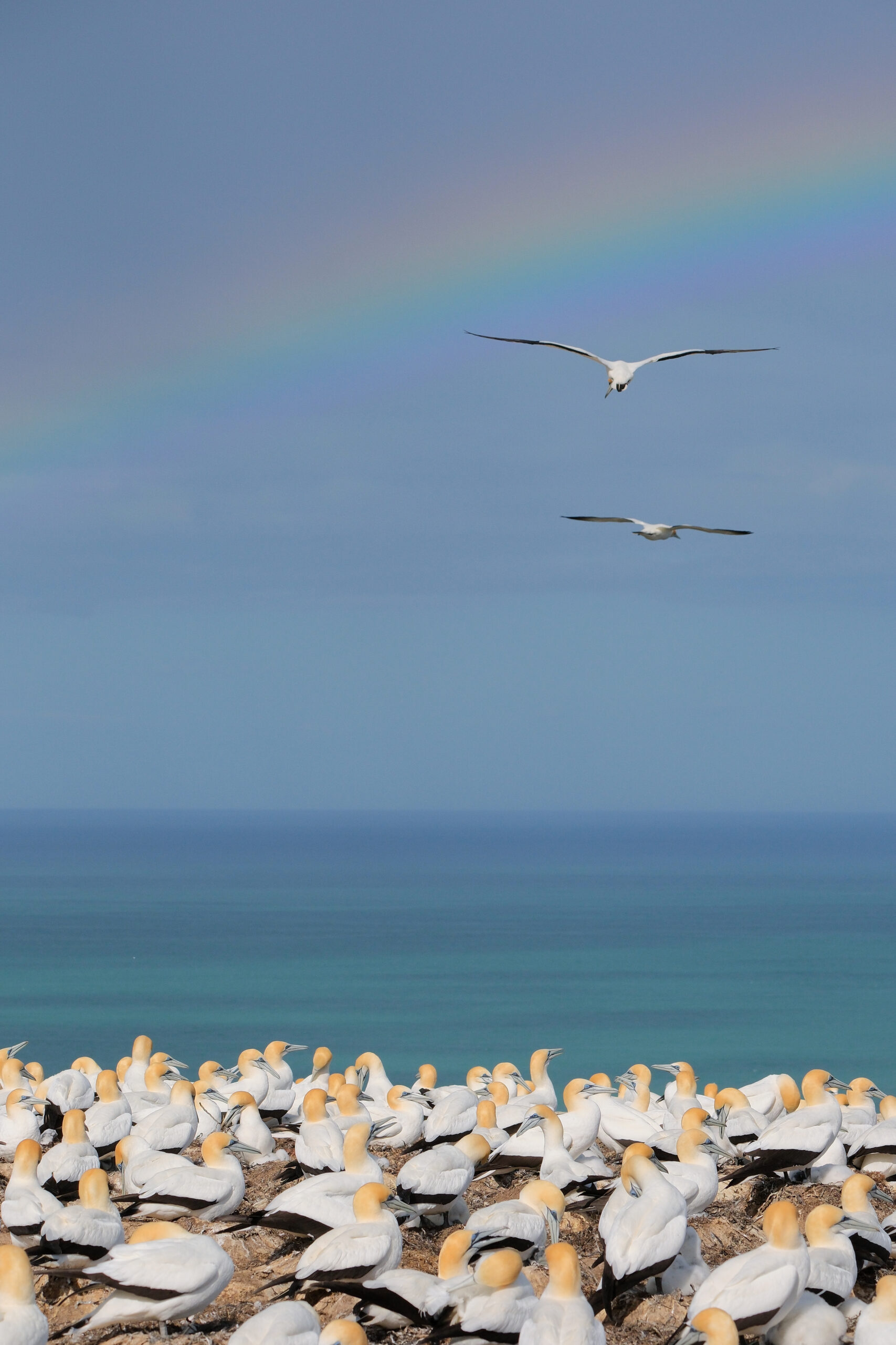 Main gannet colony on plateau with rainbow