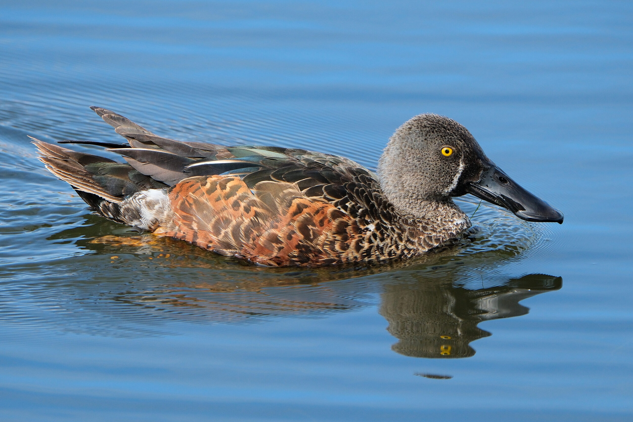 Male Australasian shoveler swimming in calm water
