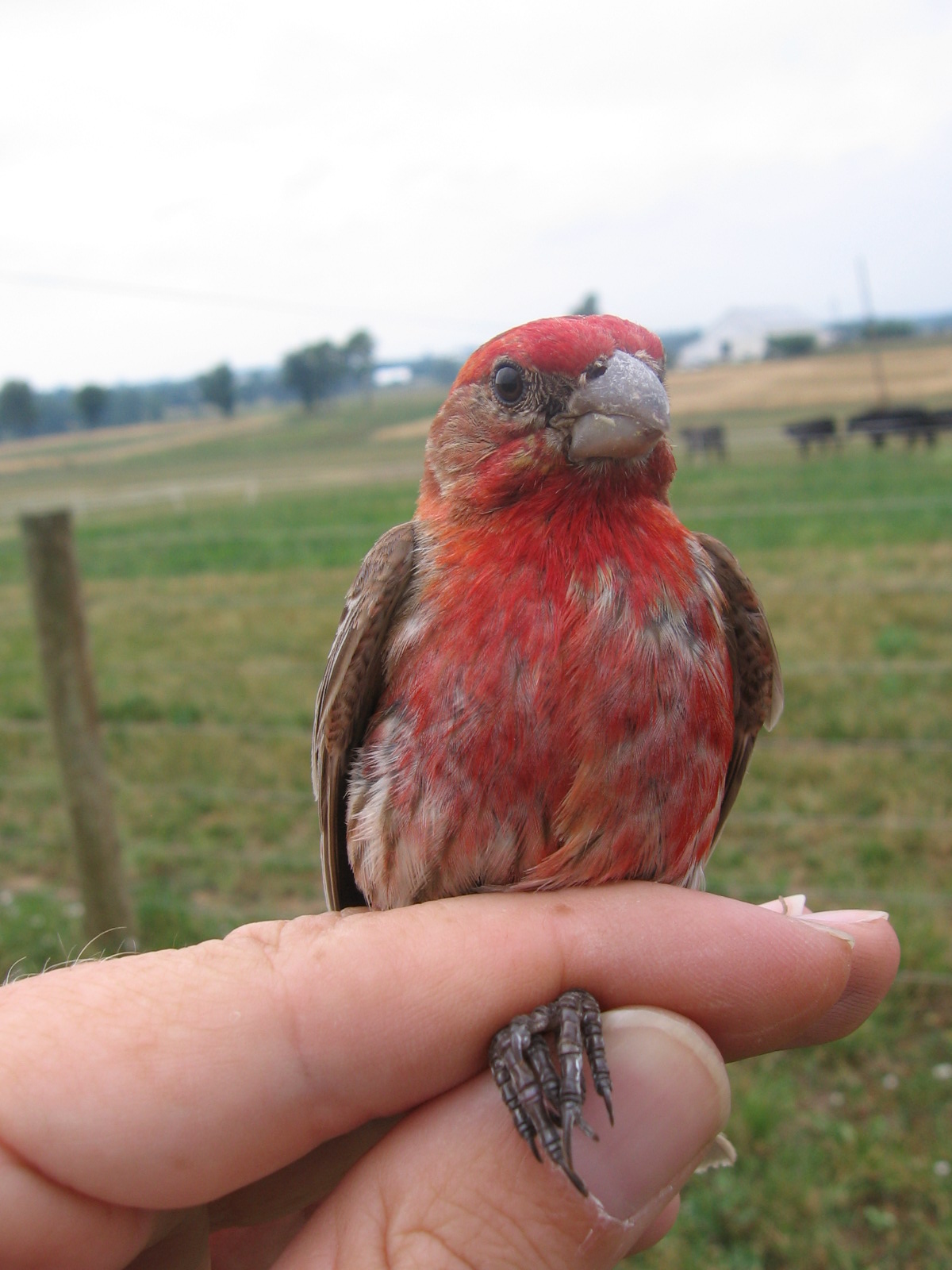 Male House Finch