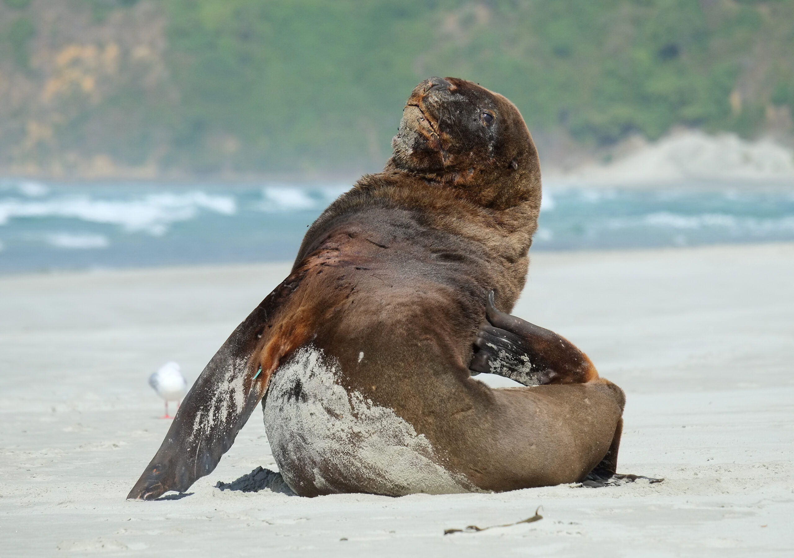 Male New Zealand Sea Lion scratching itself