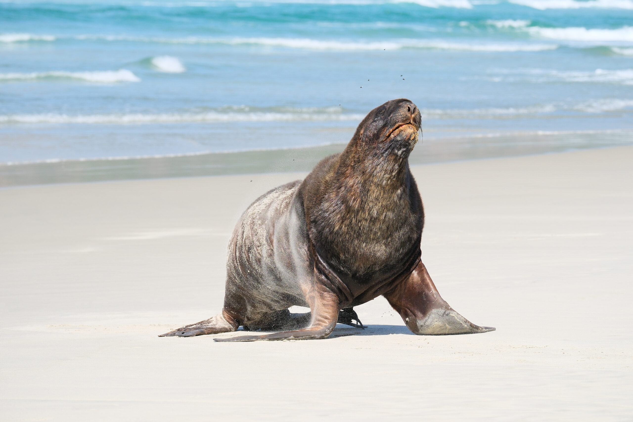 Male New Zealand Sea Lion shaking off sand