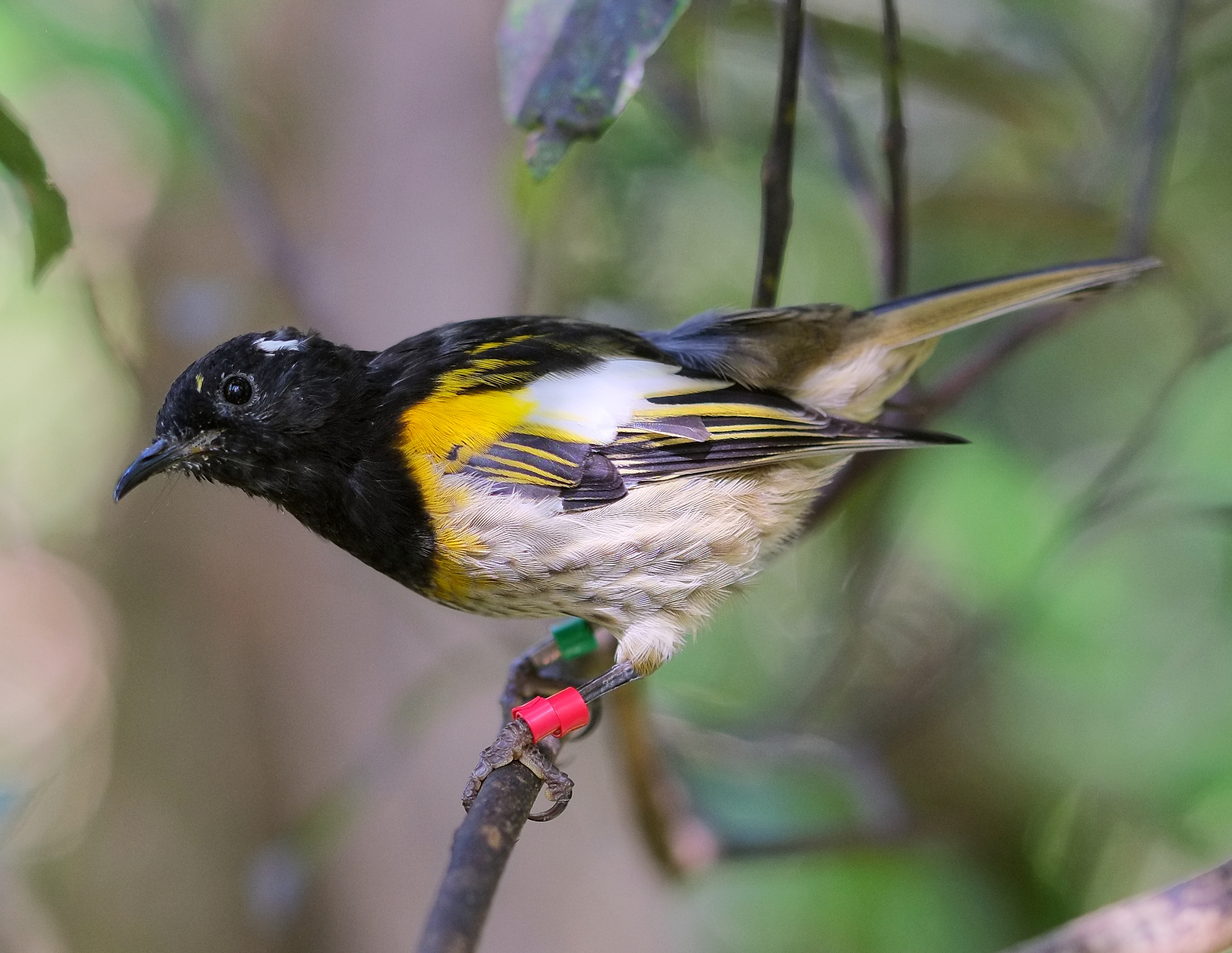 Male hihi (stitchbird) perched on a twig in the shade (cropped)