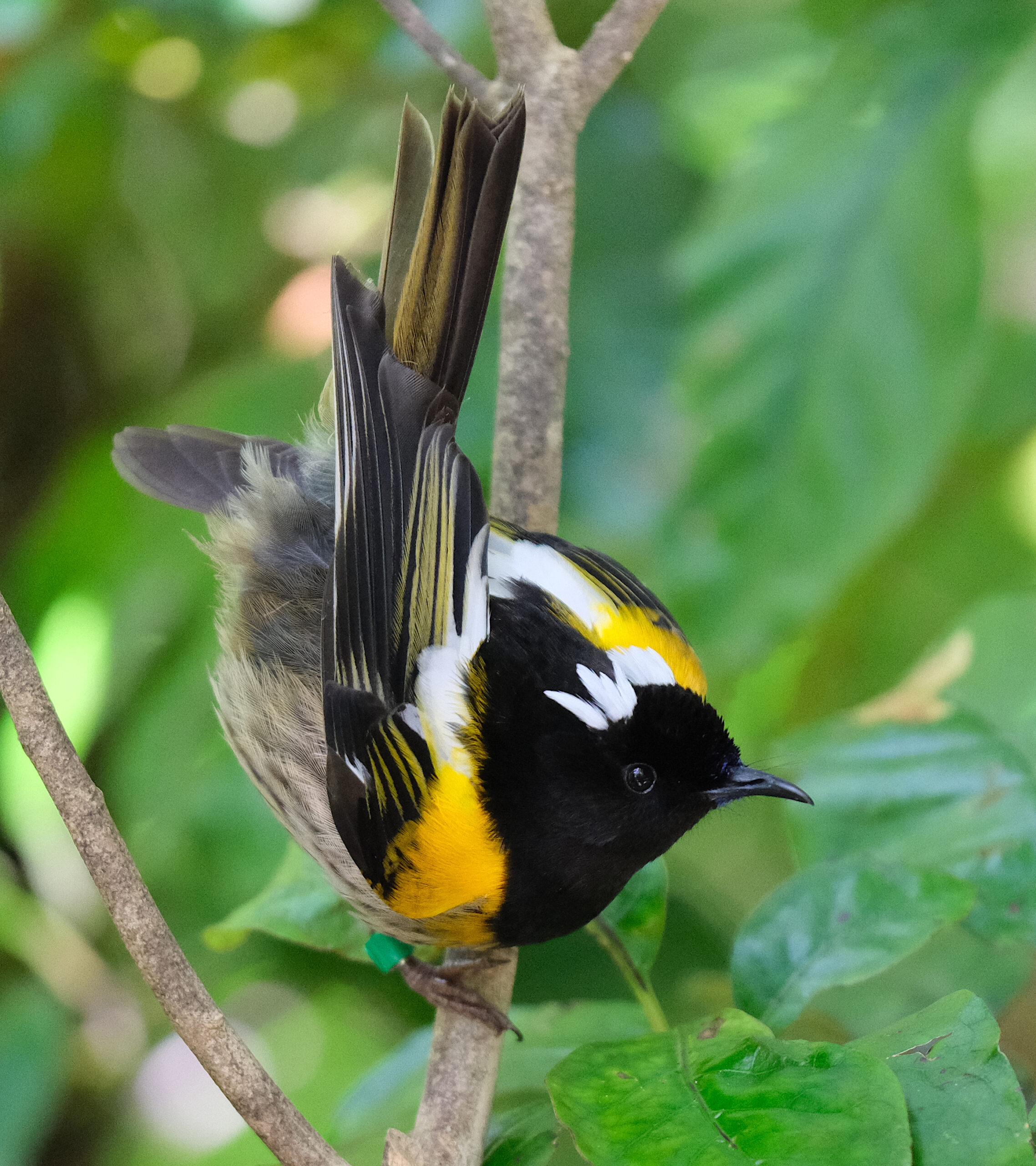 Male hihi flicking up its tail feathers